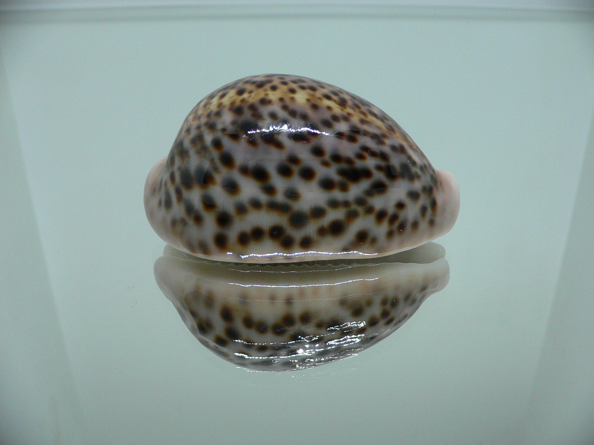 Cypraea pantherina 1