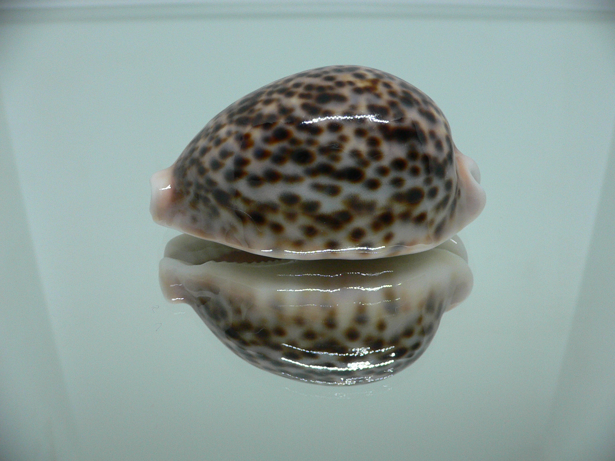 Cypraea pantherina 1