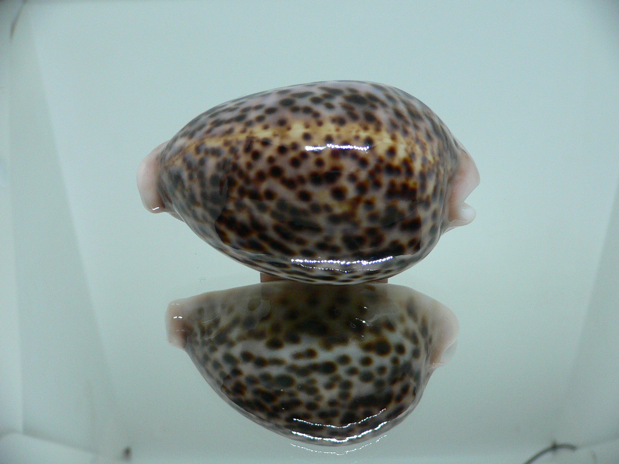 Cypraea pantherina 1