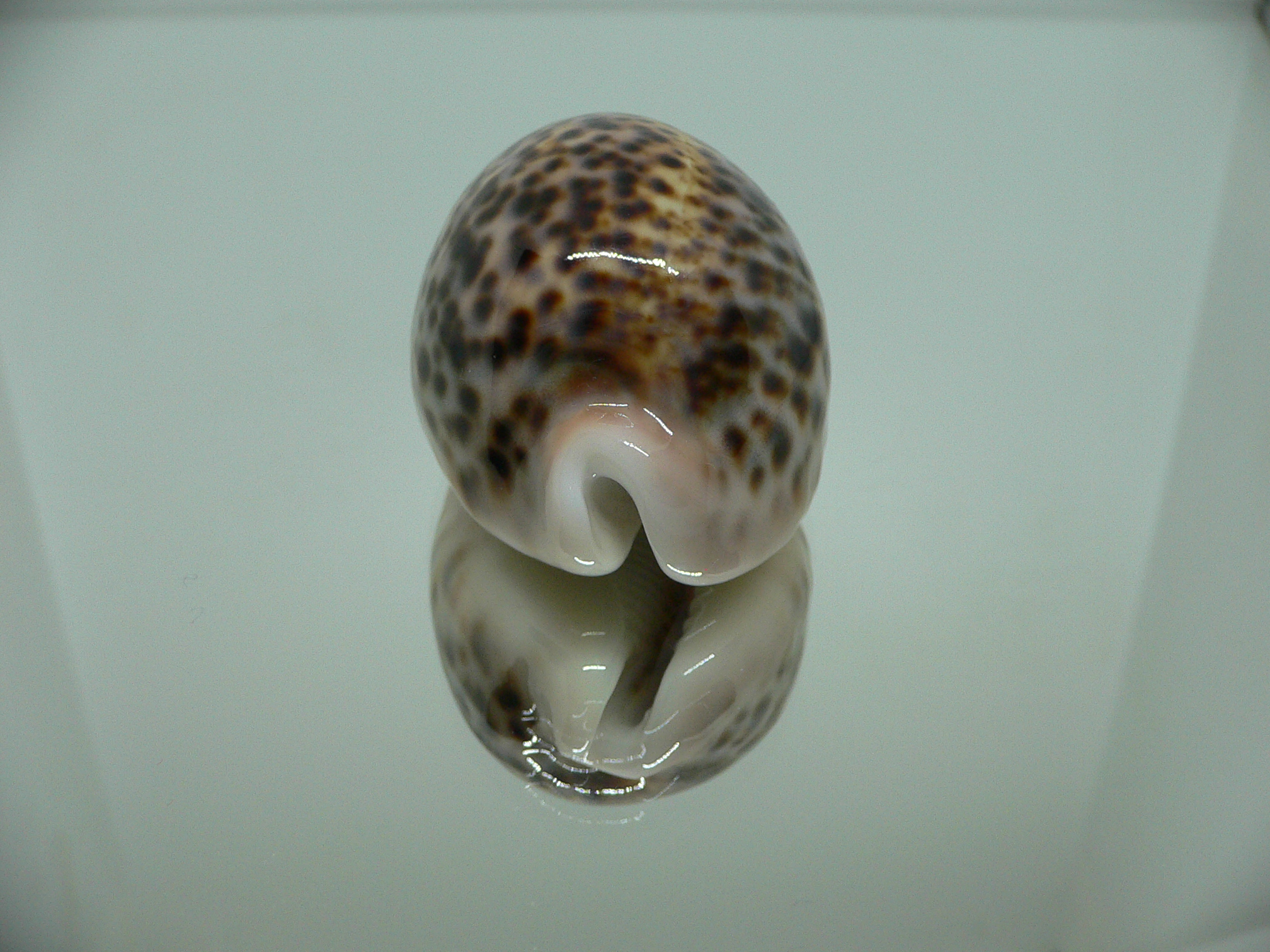 Cypraea pantherina 1