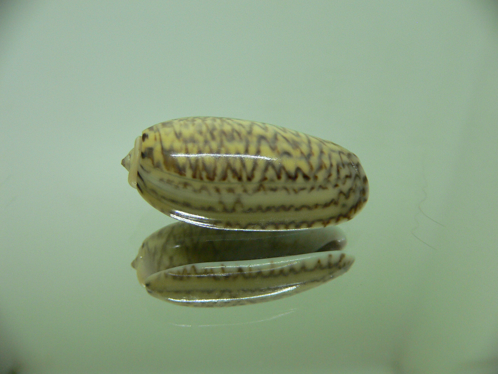 Oliva mustelina virgata