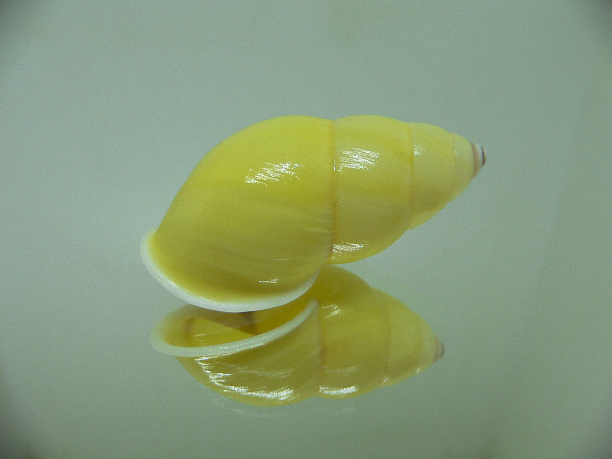 Amphidromus basilanensis