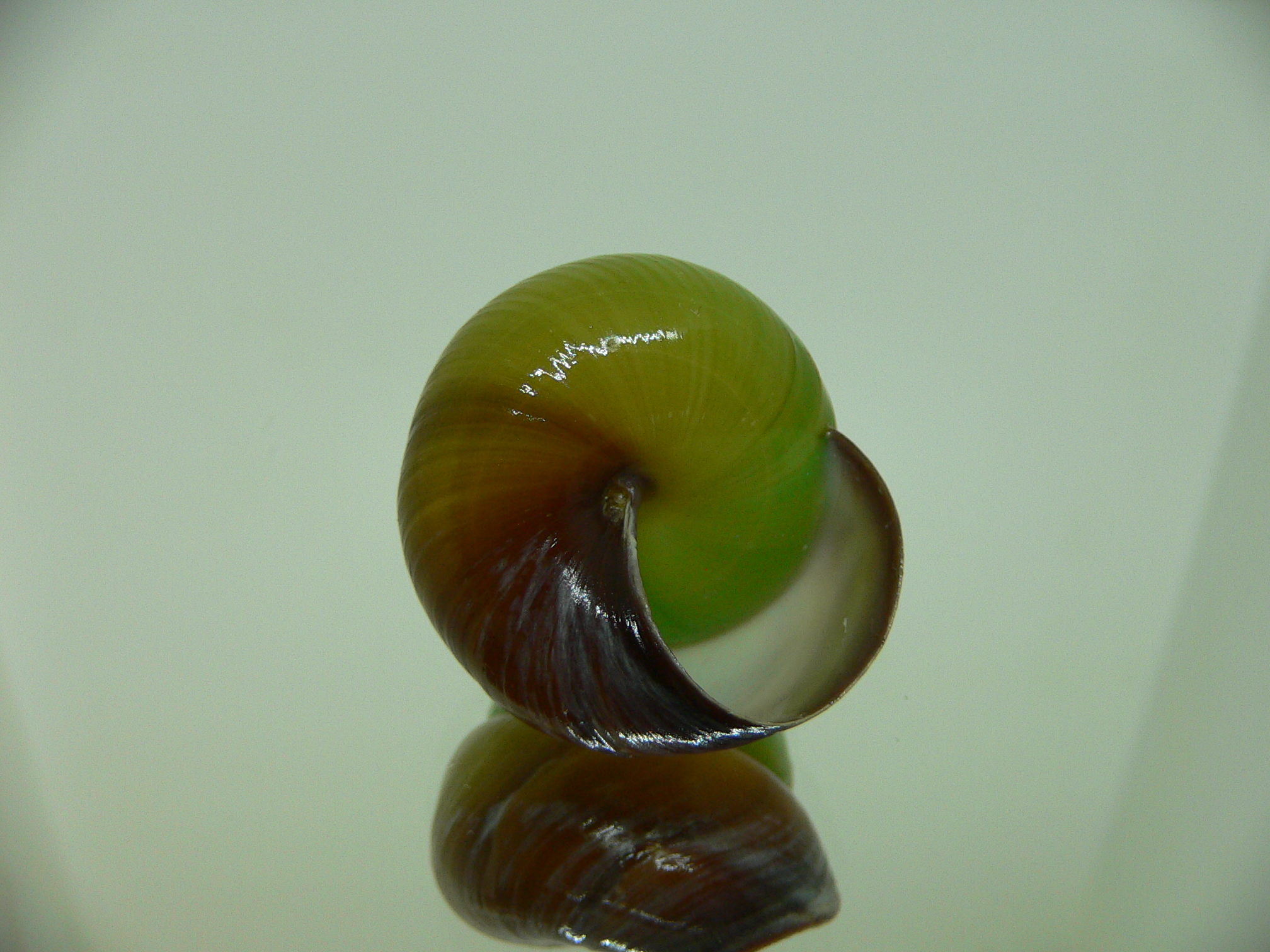Asperitas bimaensis johnabbasi DARK LIP & COLOR