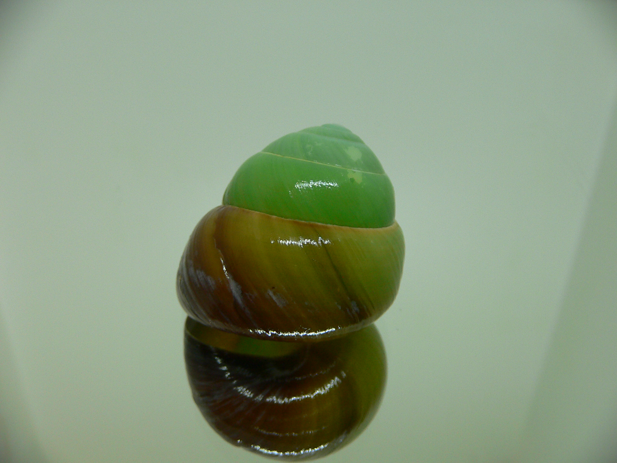 Asperitas bimaensis johnabbasi DARK LIP & COLOR