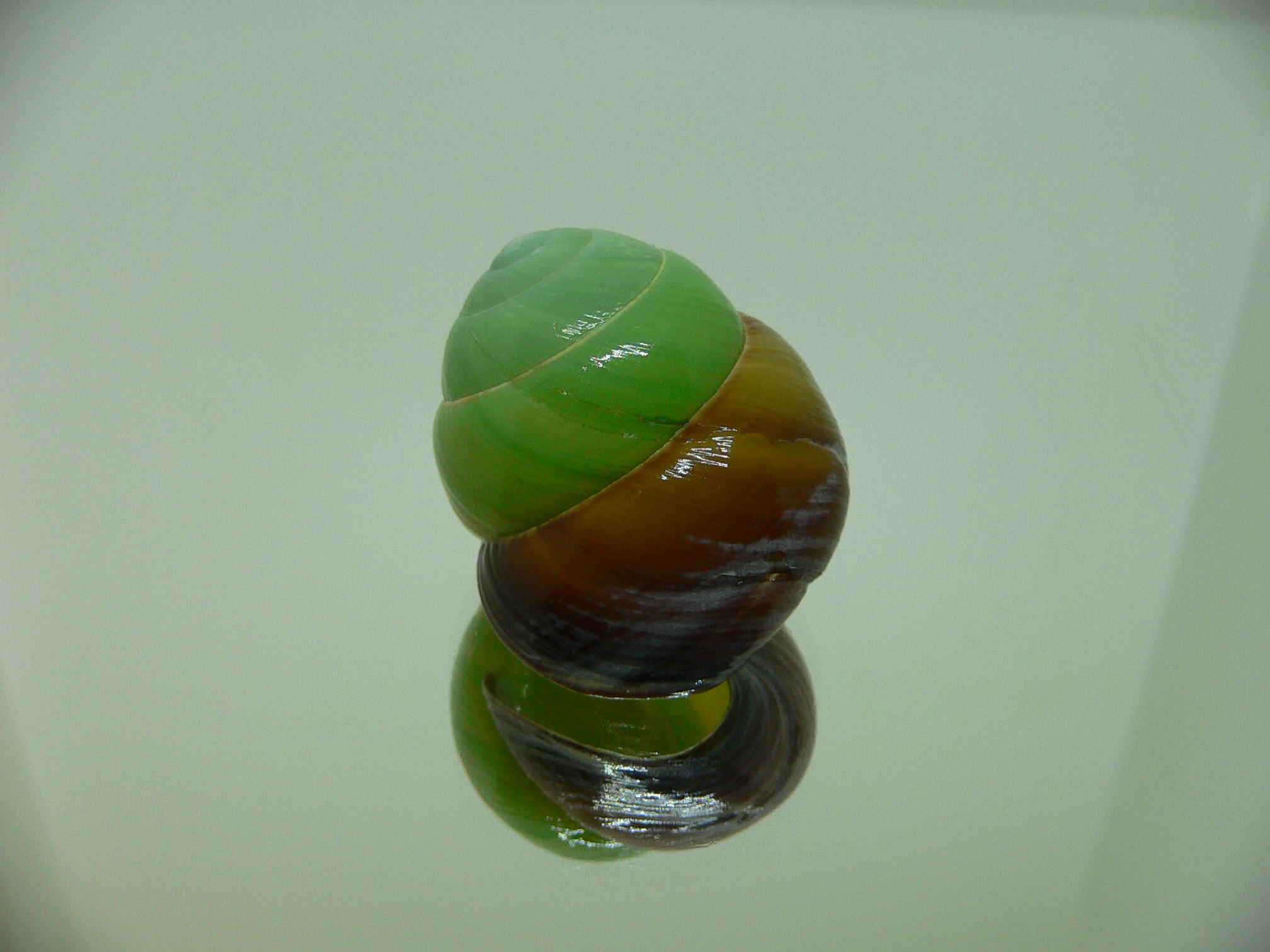 Asperitas bimaensis johnabbasi DARK LIP & COLOR