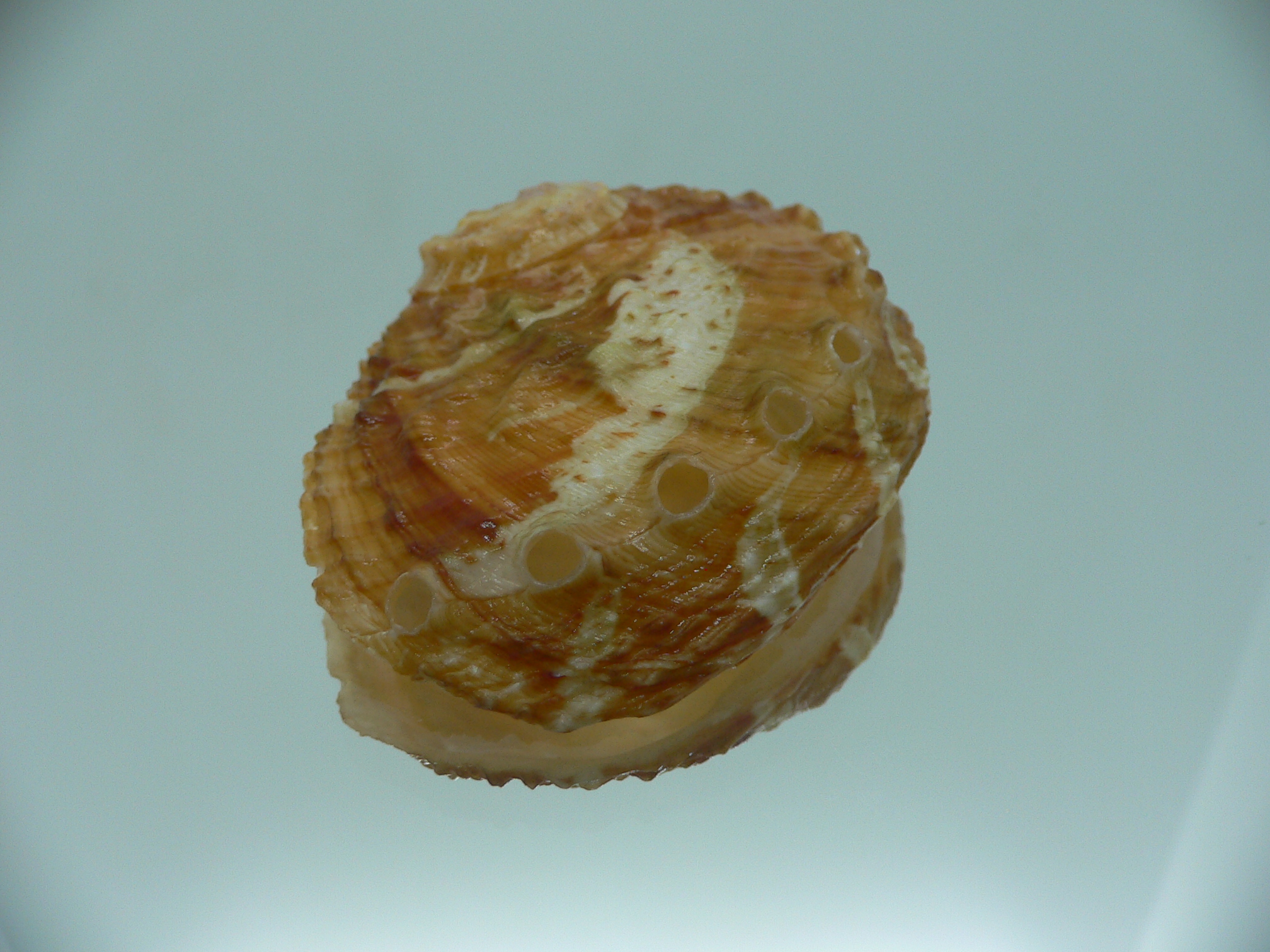 Haliotis ovina cf. BIG