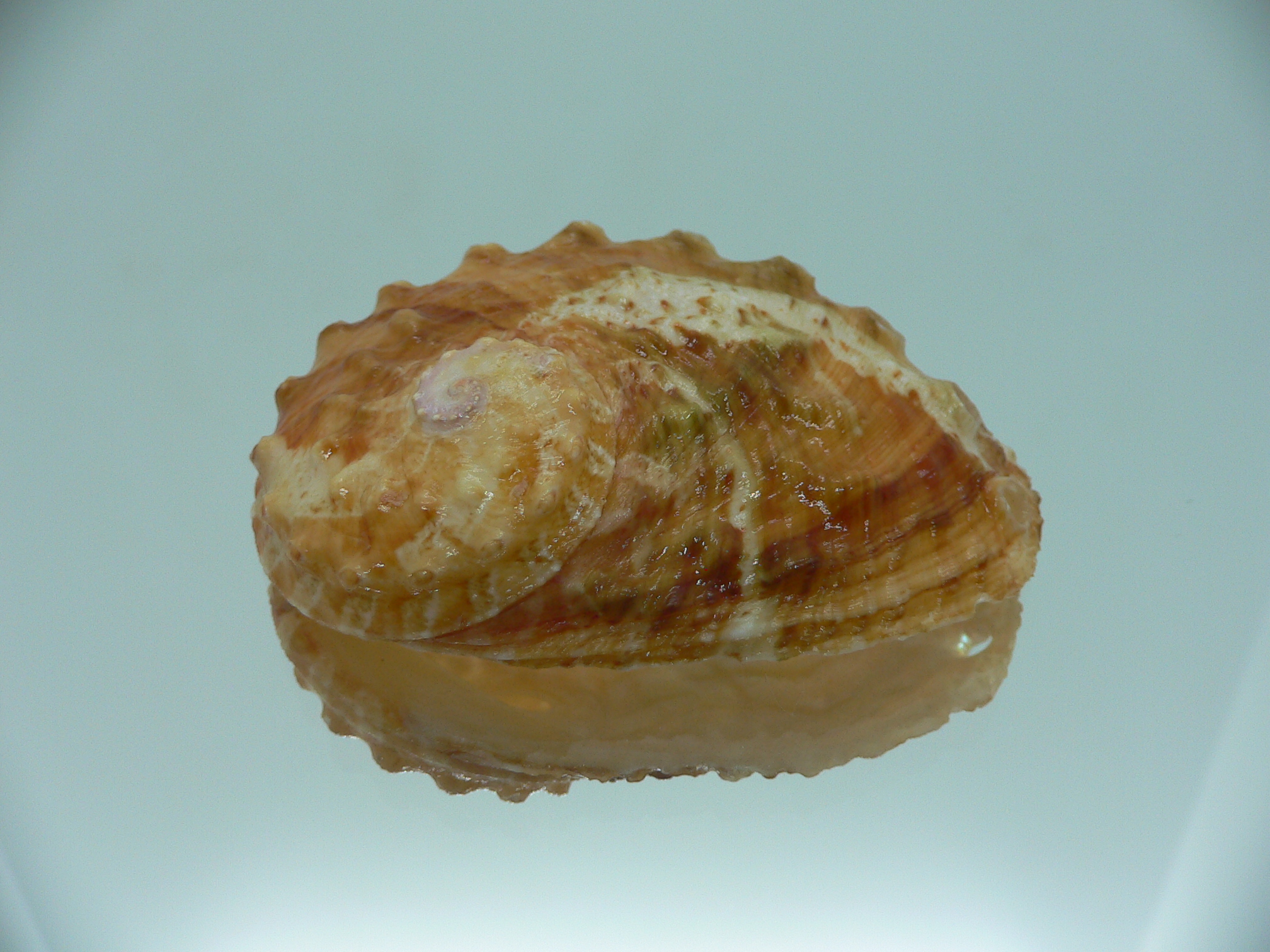 Haliotis ovina cf. BIG