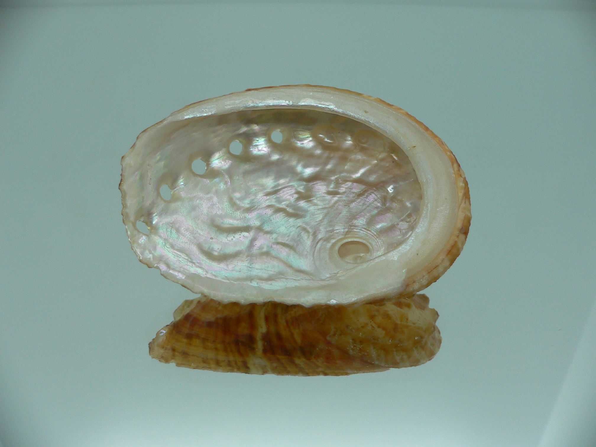 Haliotis ovina cf. BIG