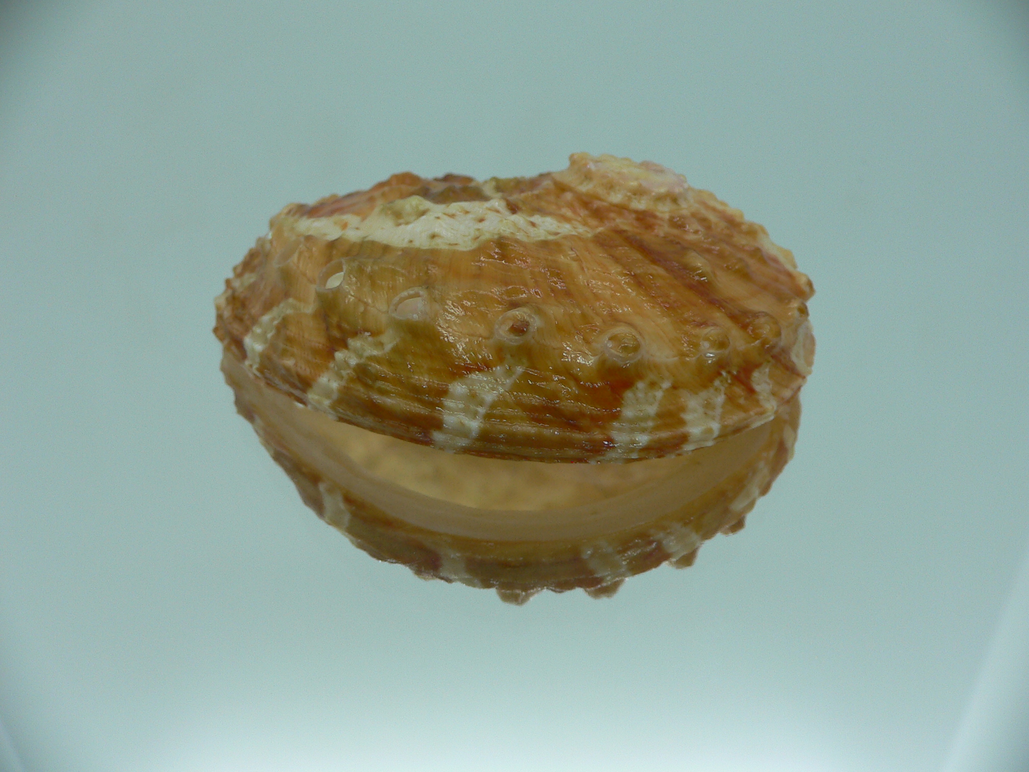 Haliotis ovina cf. BIG