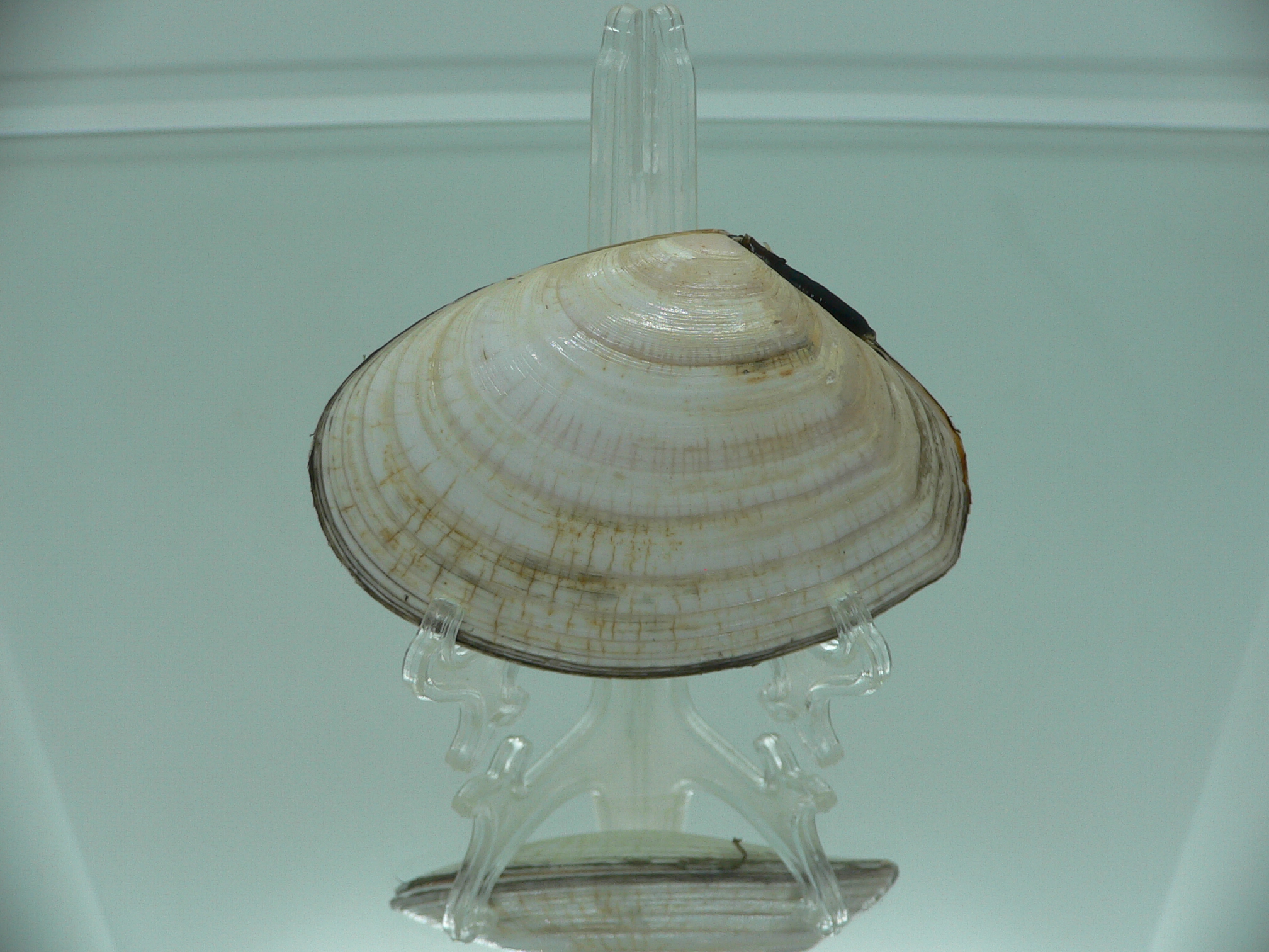 Peronidia venulosa BIG 1