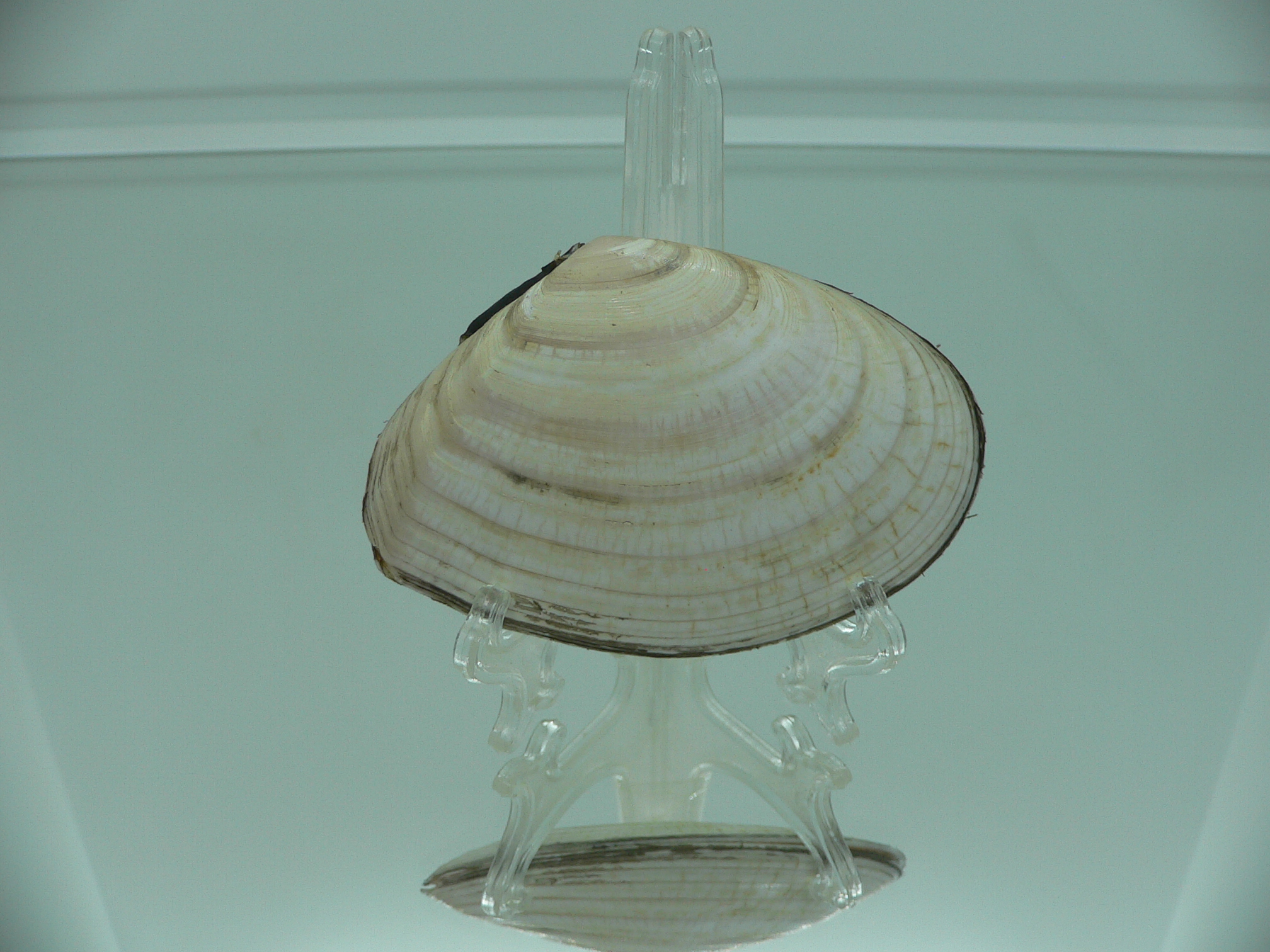 Peronidia venulosa BIG 1