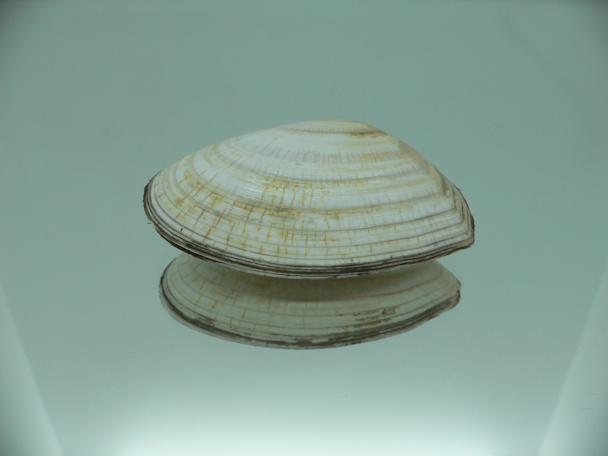 Peronidia venulosa BIG 1