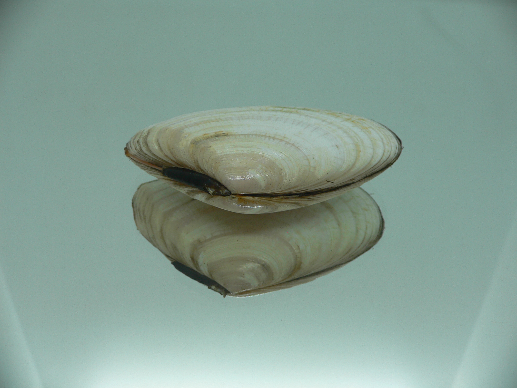 Peronidia venulosa BIG 1