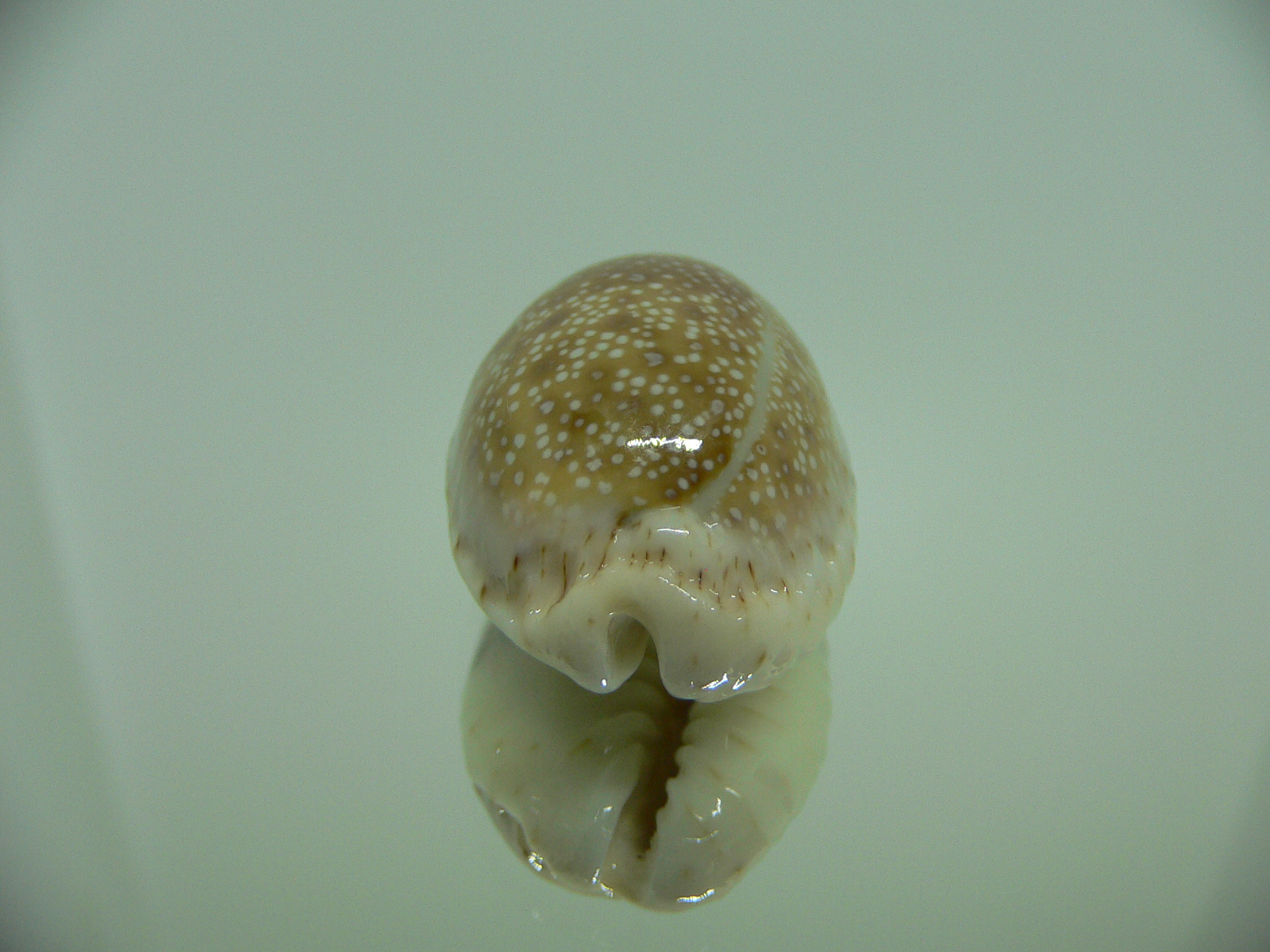 Cypraea erosa erosa ARISTOCRAT