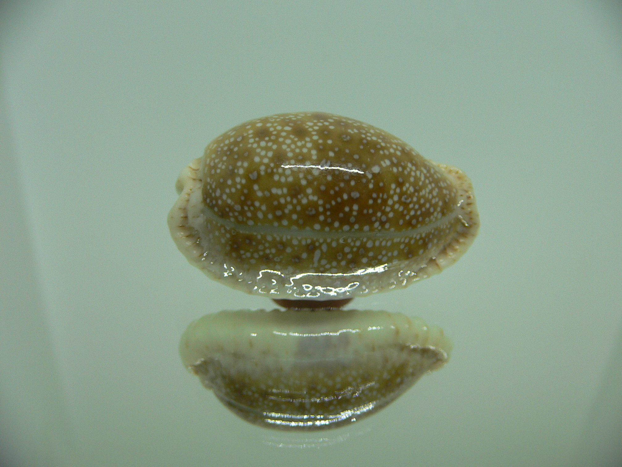 Cypraea erosa erosa ARISTOCRAT