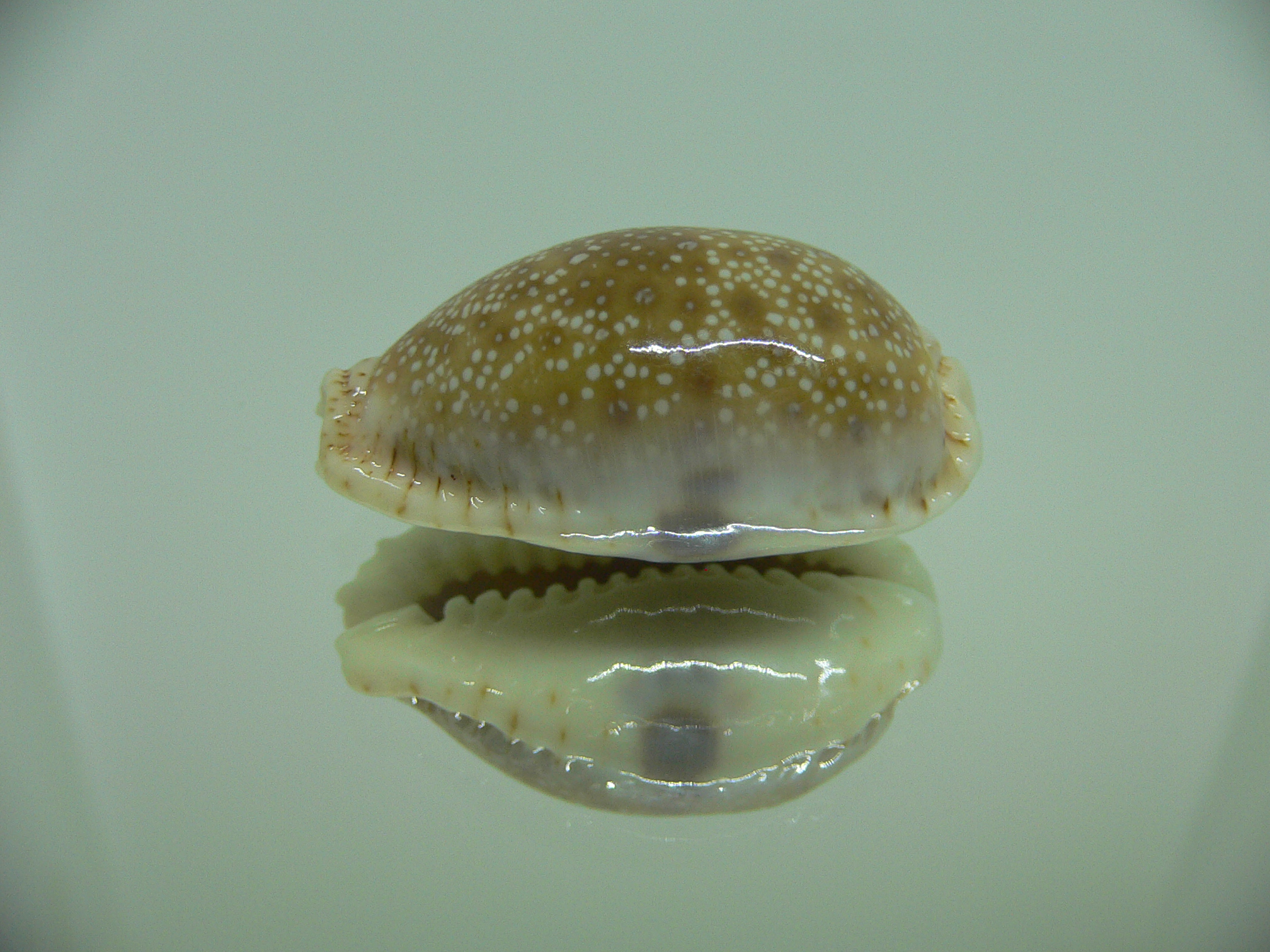 Cypraea erosa erosa ARISTOCRAT