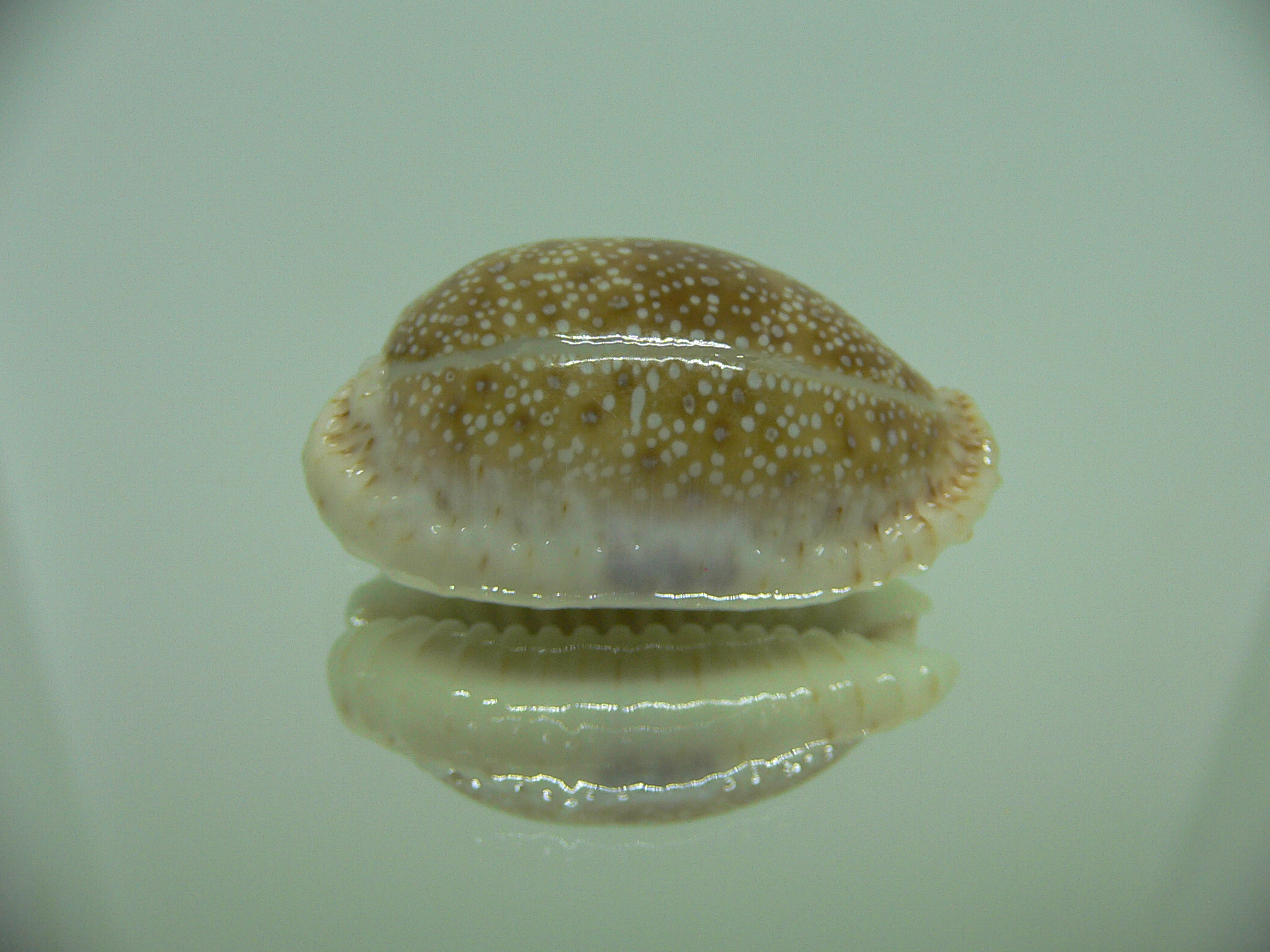 Cypraea erosa erosa ARISTOCRAT