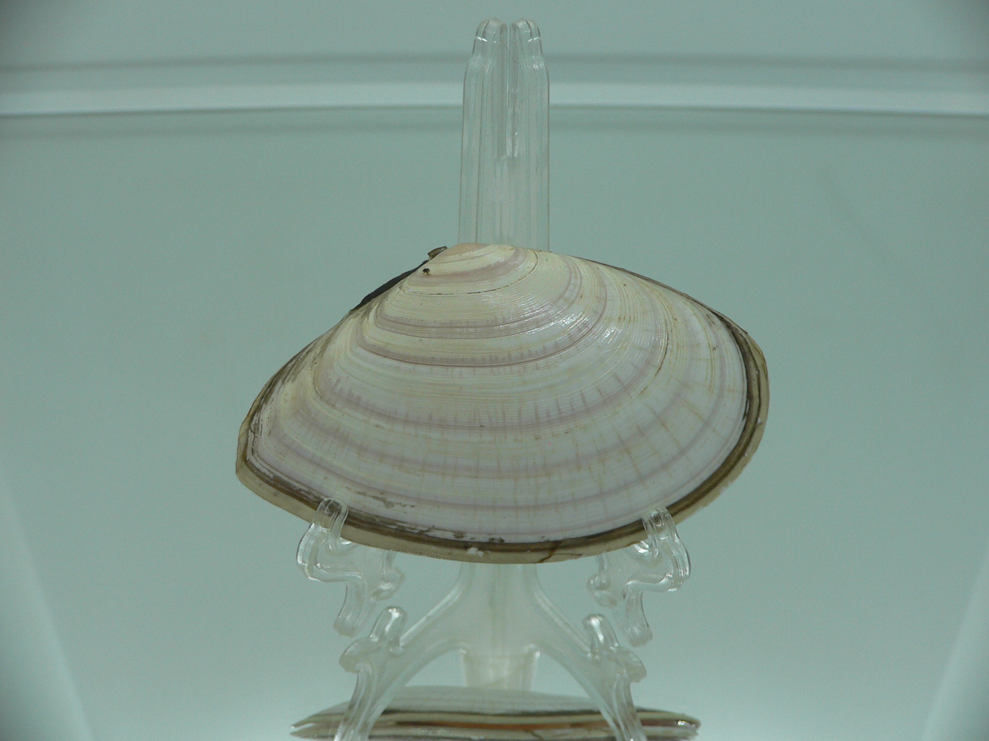 Peronidia venulosa 3
