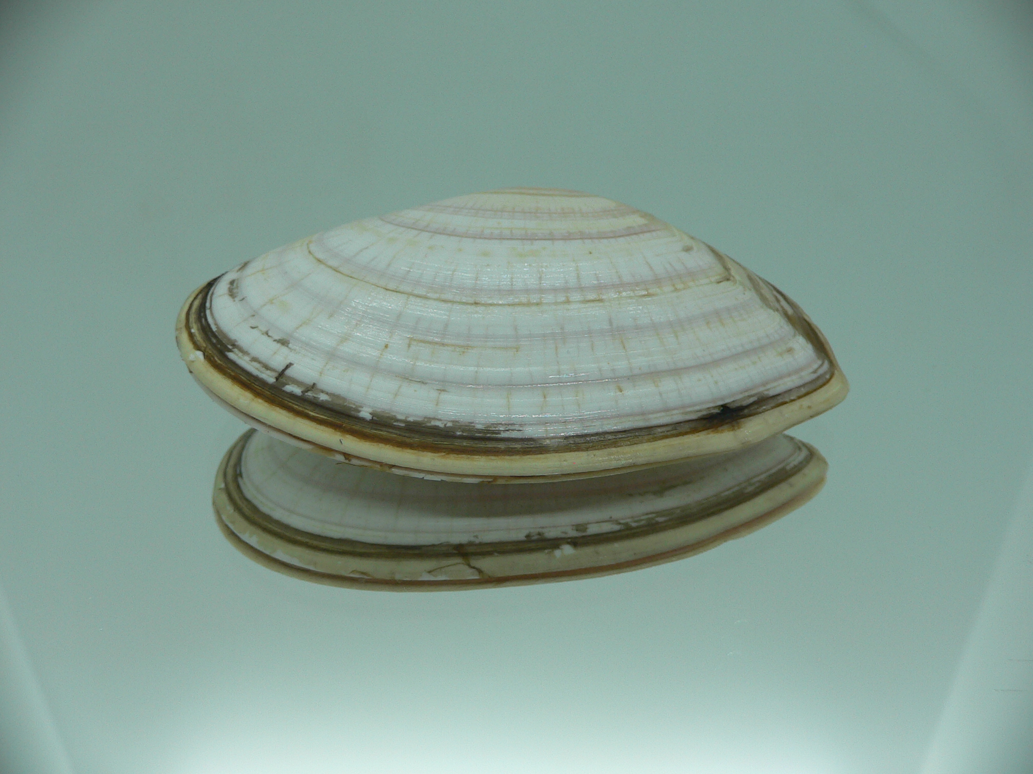 Peronidia venulosa 3
