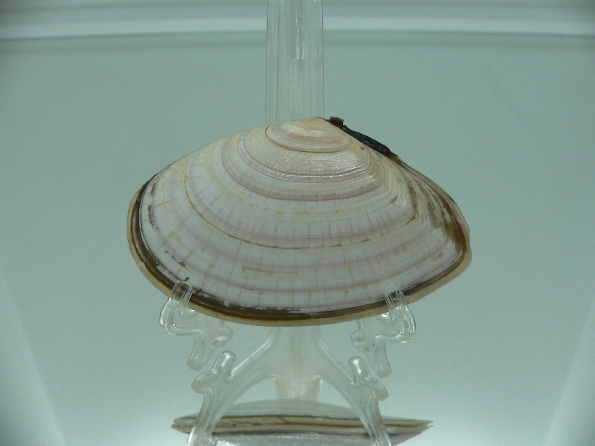 Peronidia venulosa 3