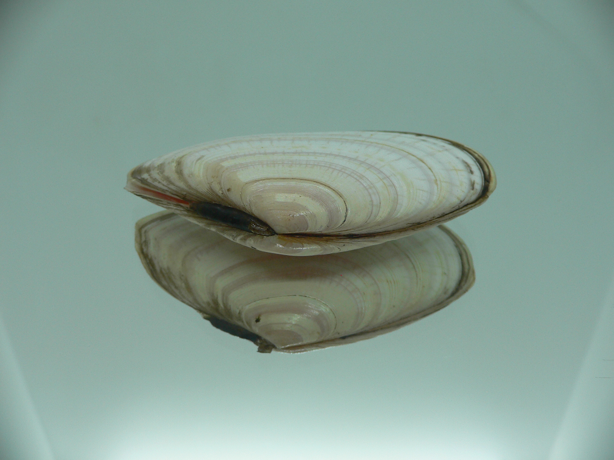 Peronidia venulosa 3