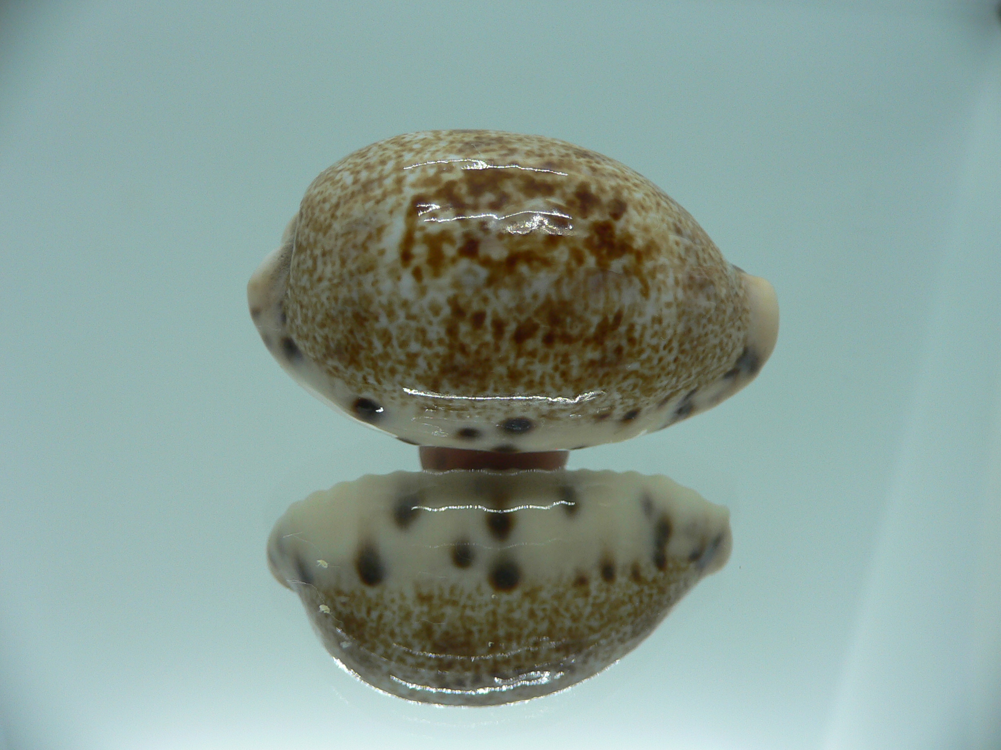 Cypraea caurica SP. & IDEAL