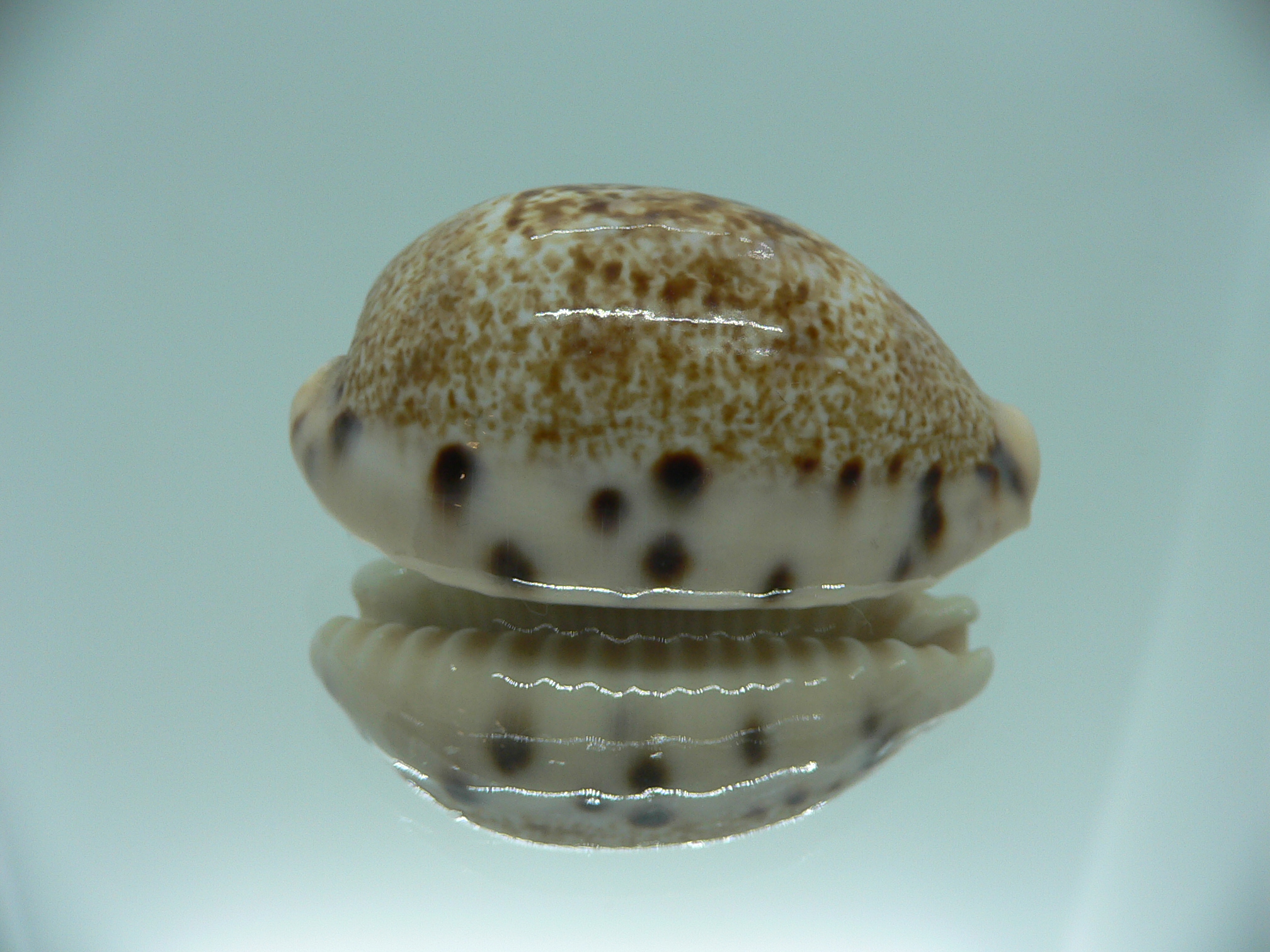 Cypraea caurica SP. & IDEAL
