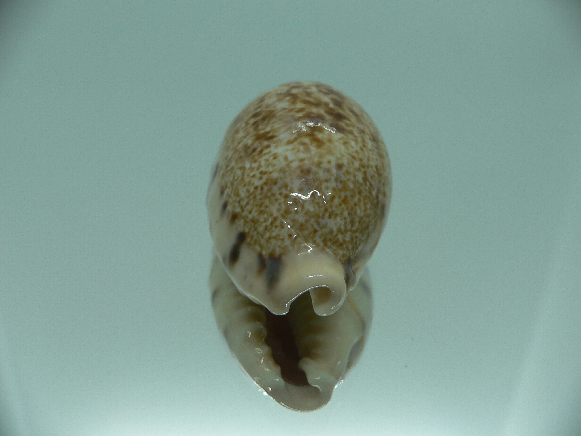 Cypraea caurica SP. & IDEAL