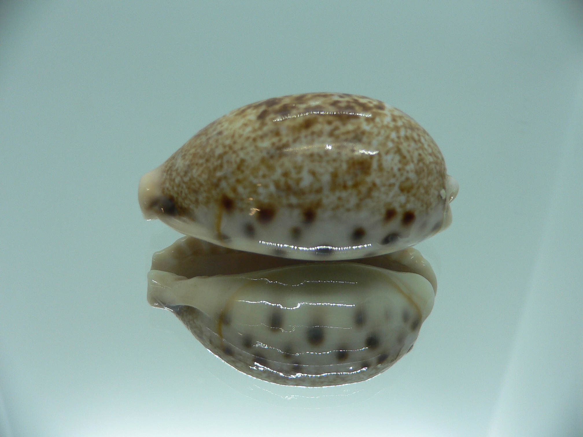 Cypraea caurica SP. & IDEAL