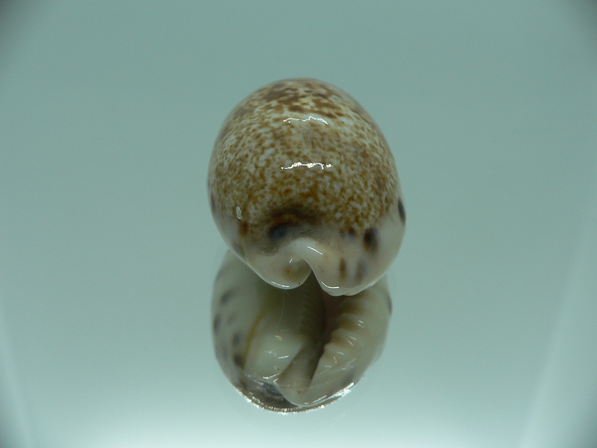 Cypraea caurica SP. & IDEAL