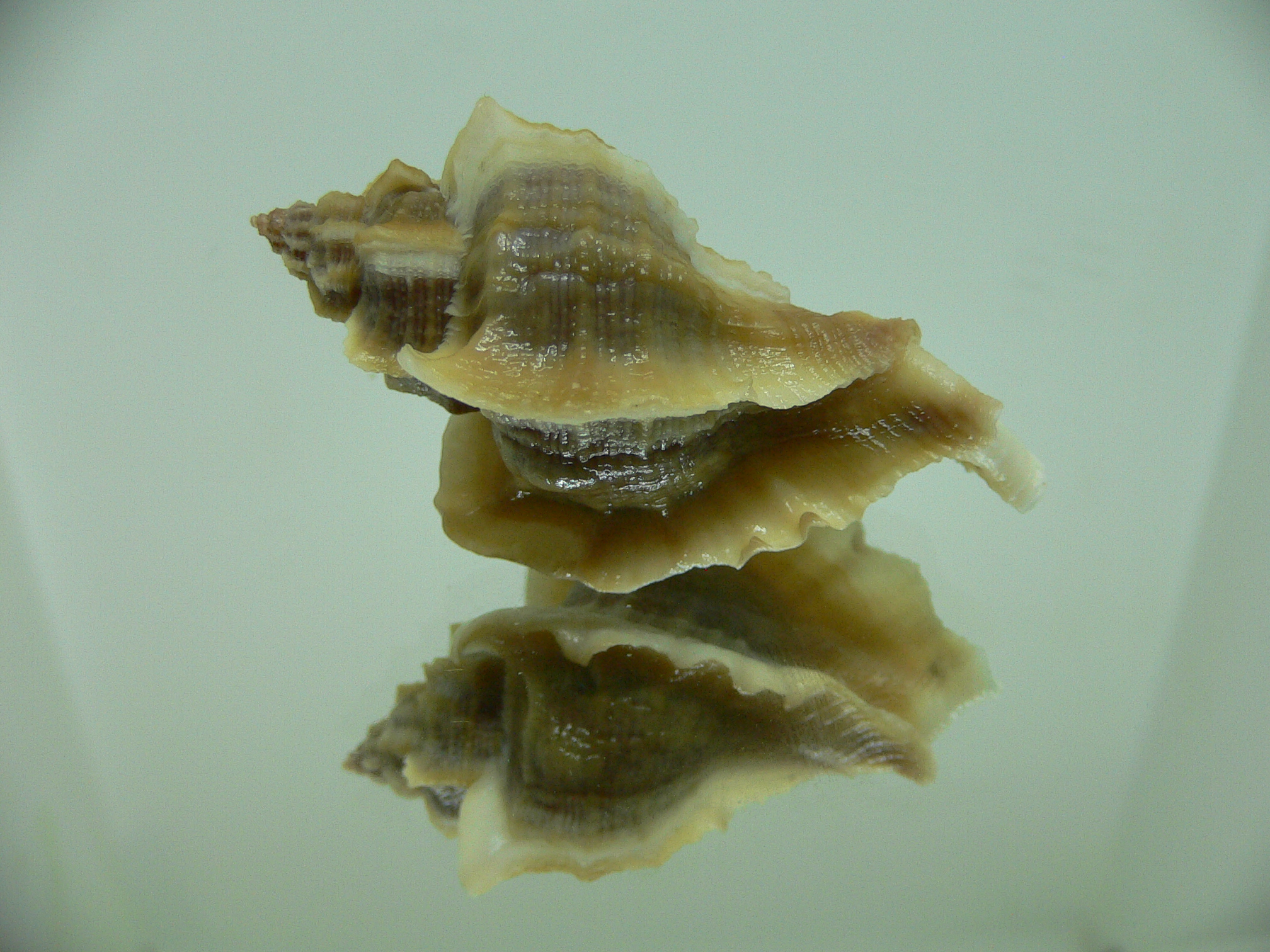 Ocenebra inornata SOUTHERN FORM 1