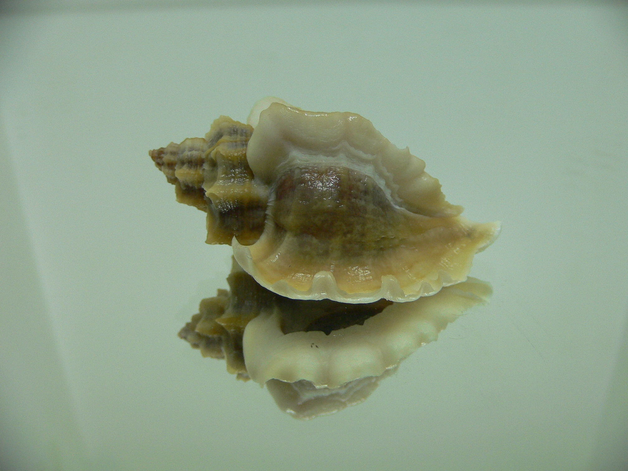 Ocenebra inornata SOUTHERN FORM 1