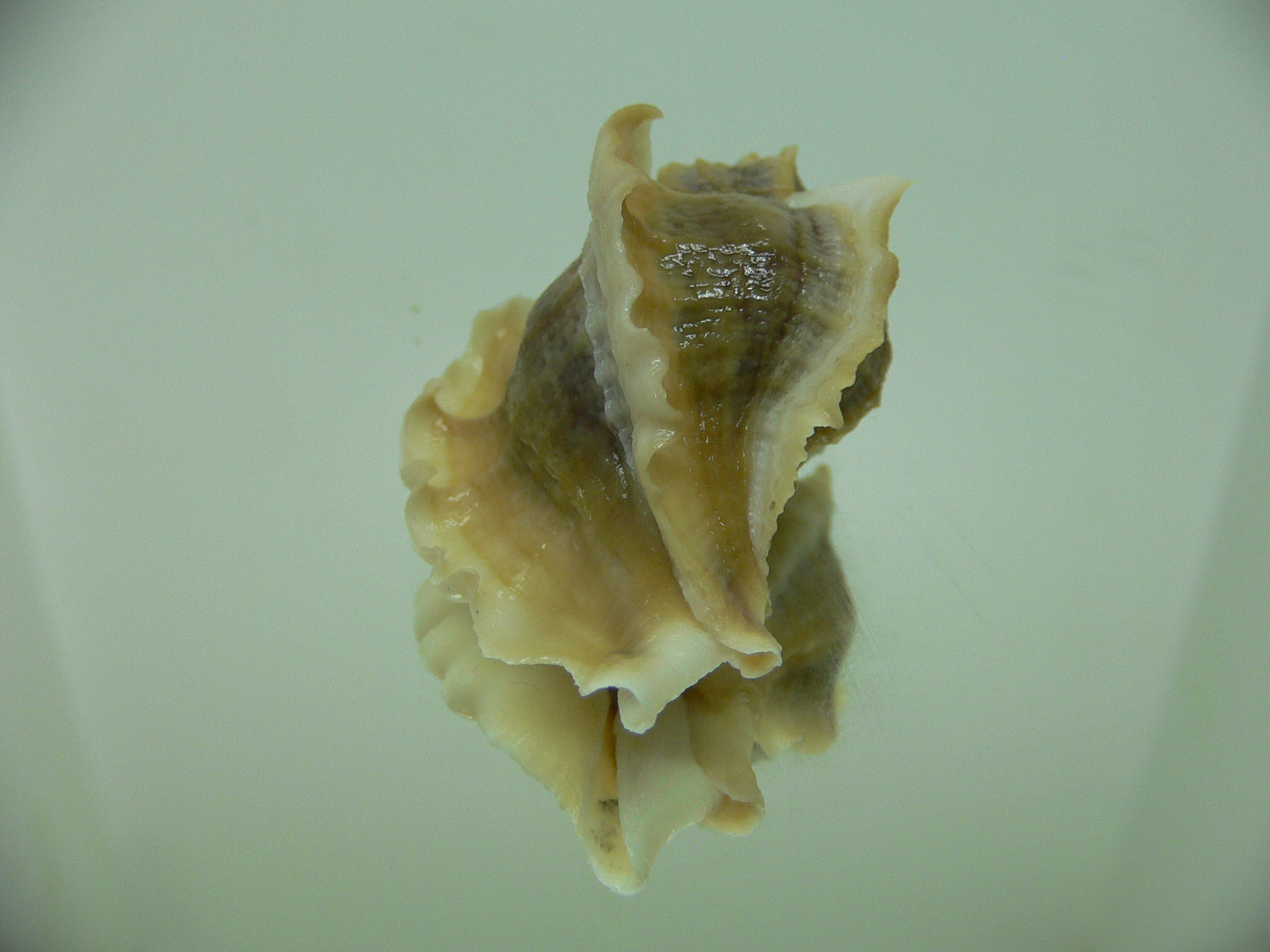 Ocenebra inornata SOUTHERN FORM 1