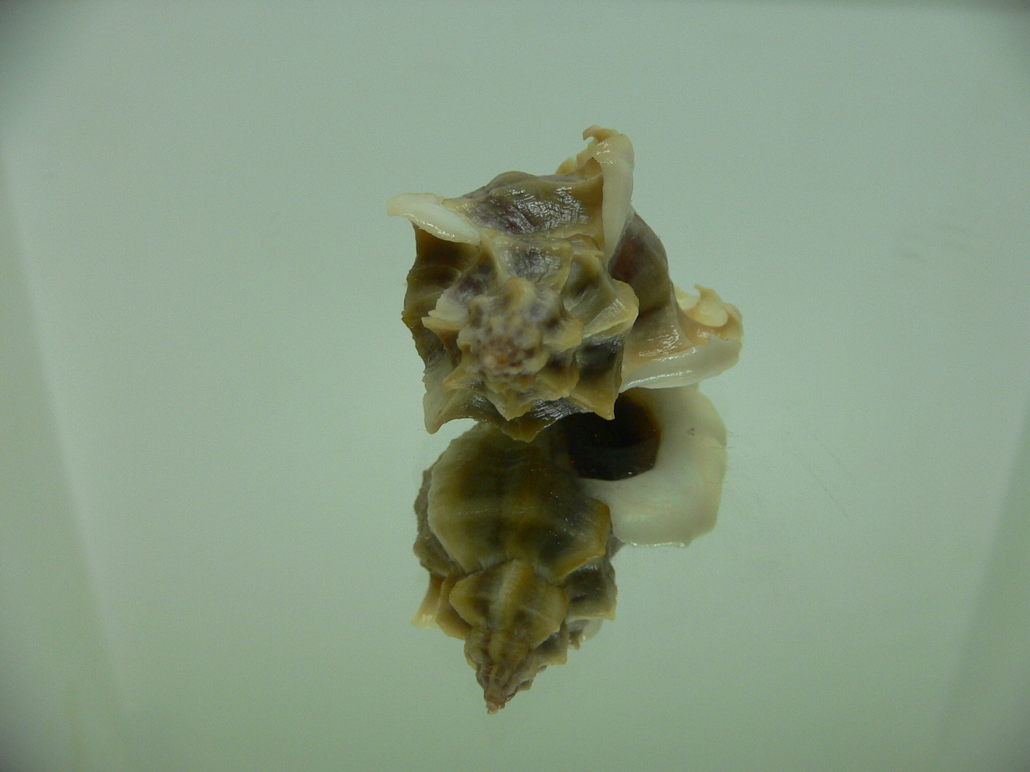 Ocenebra inornata SOUTHERN FORM 1