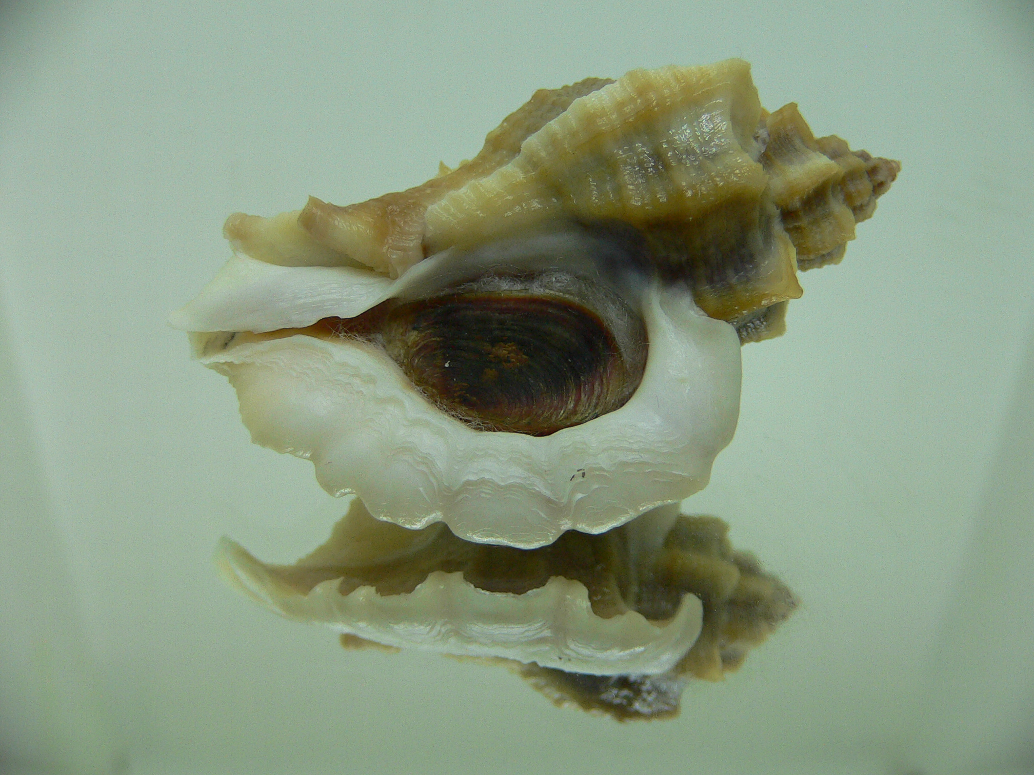 Ocenebra inornata SOUTHERN FORM 1