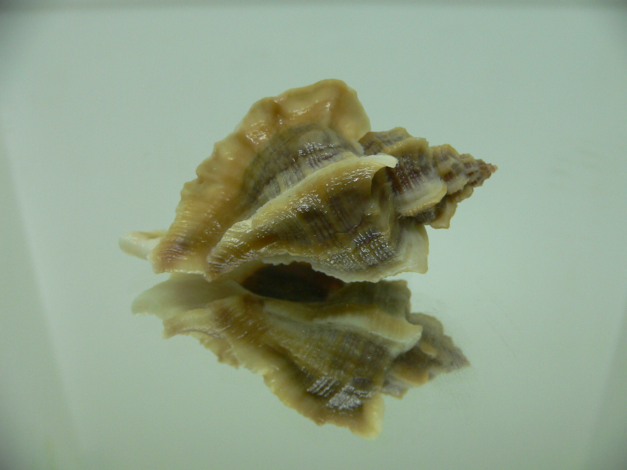 Ocenebra inornata SOUTHERN FORM 1