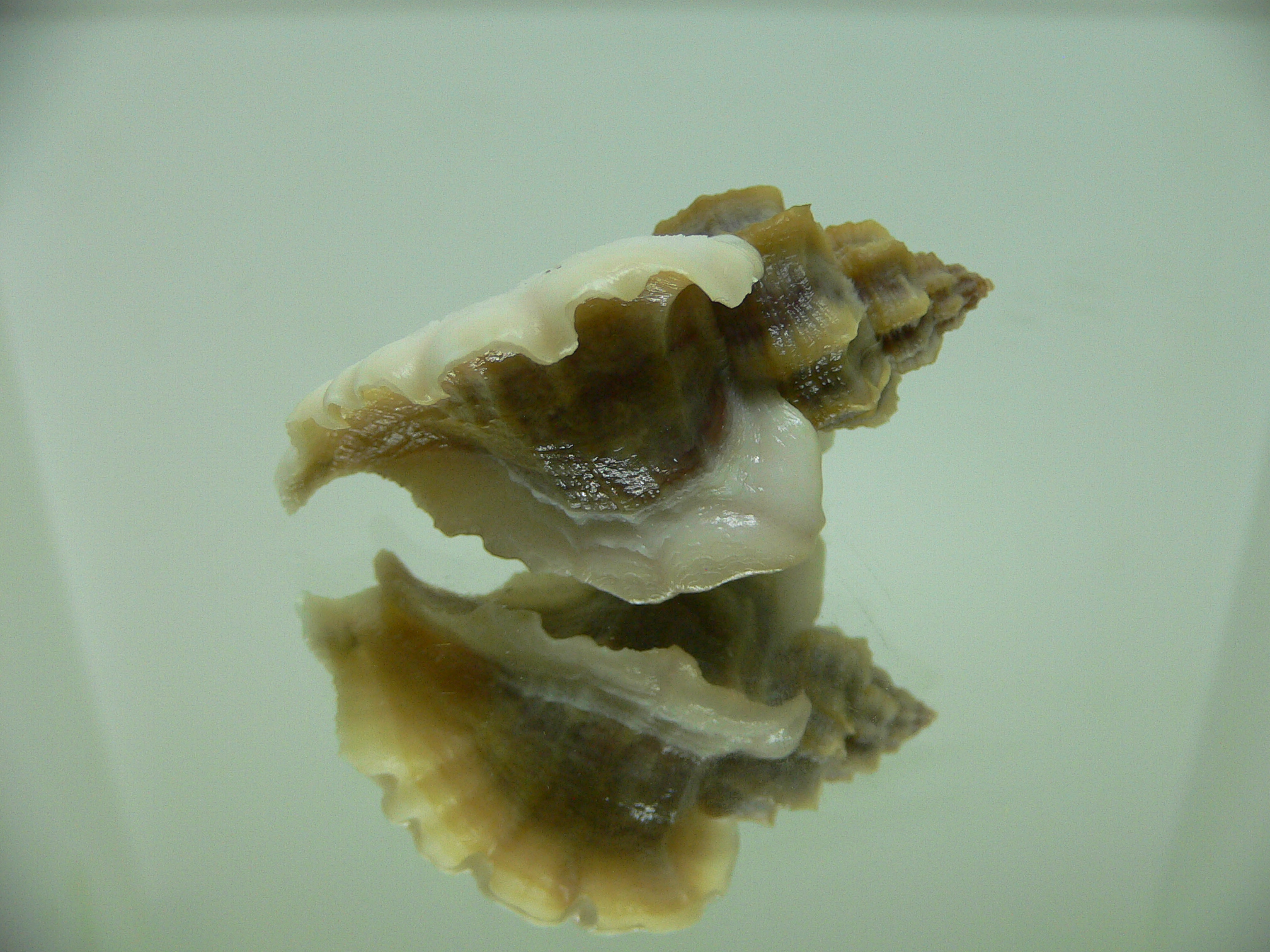 Ocenebra inornata SOUTHERN FORM 1