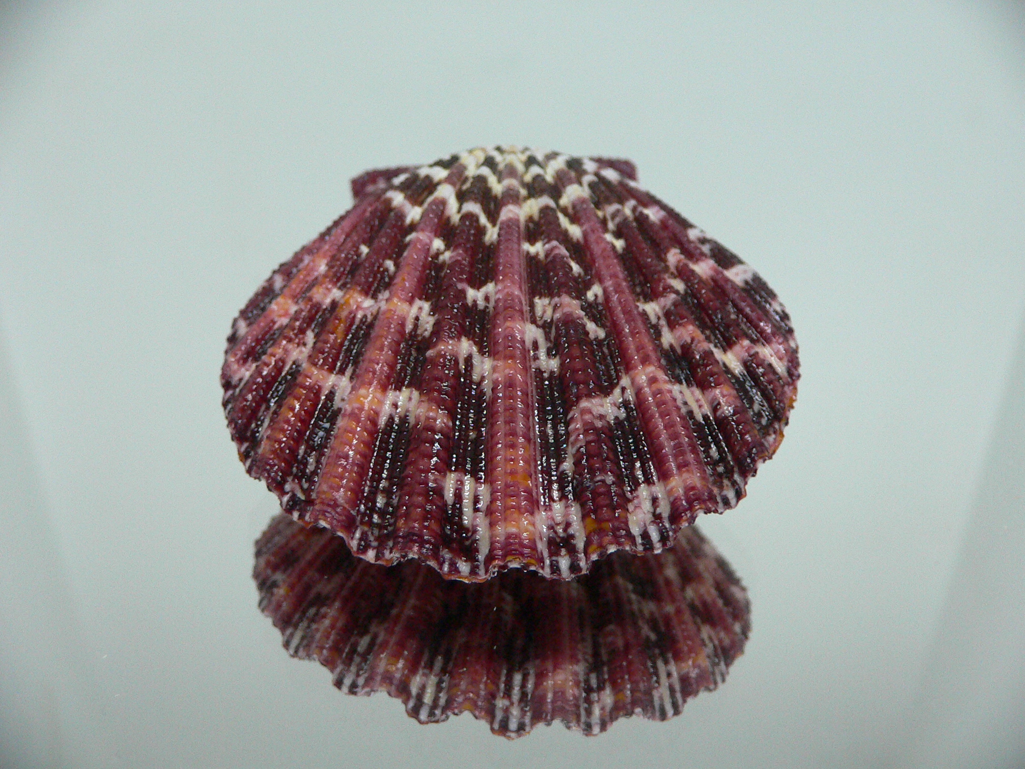 Gloripallium pallium HEAVY & SUPER