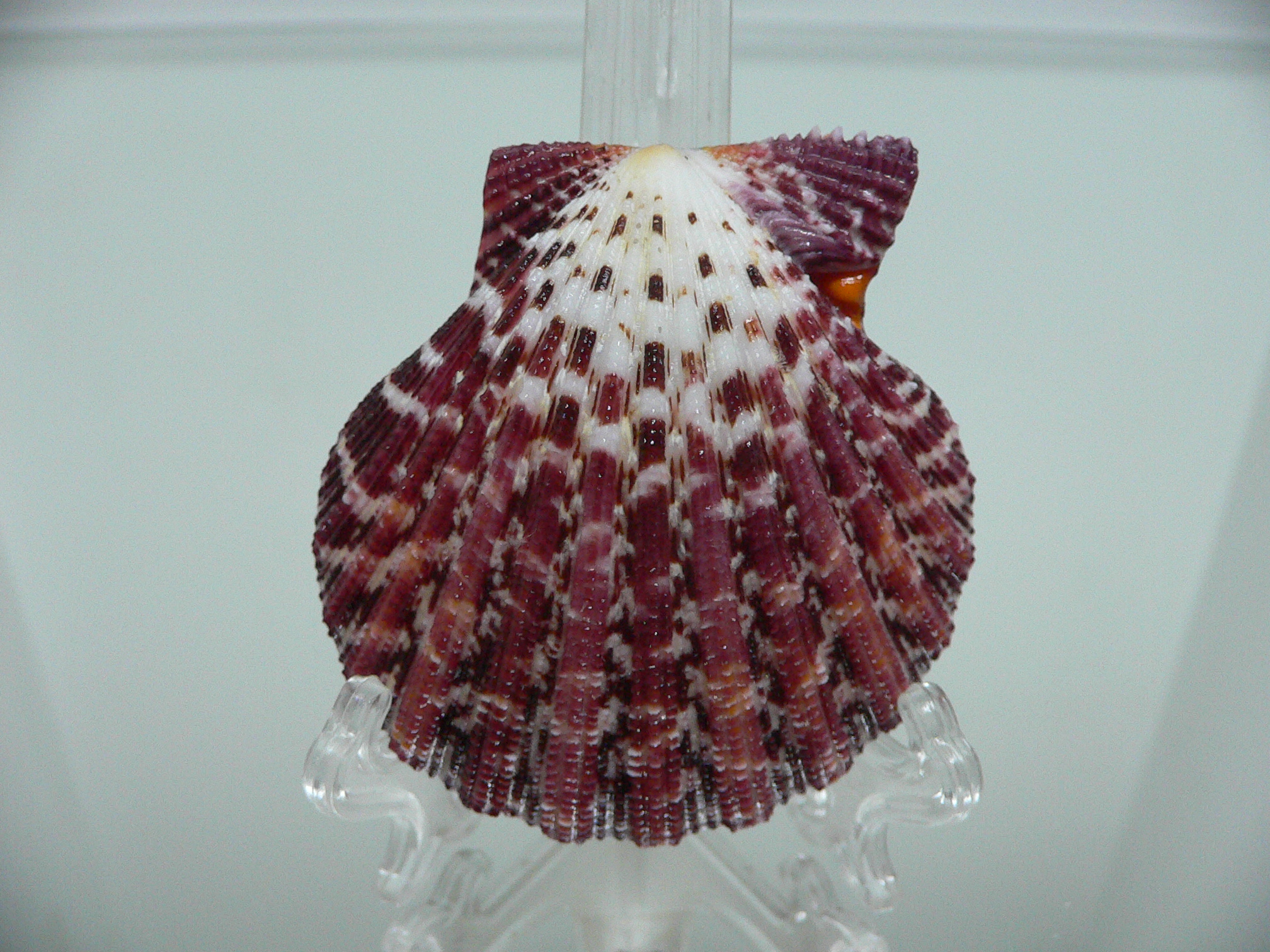 Gloripallium pallium HEAVY & SUPER