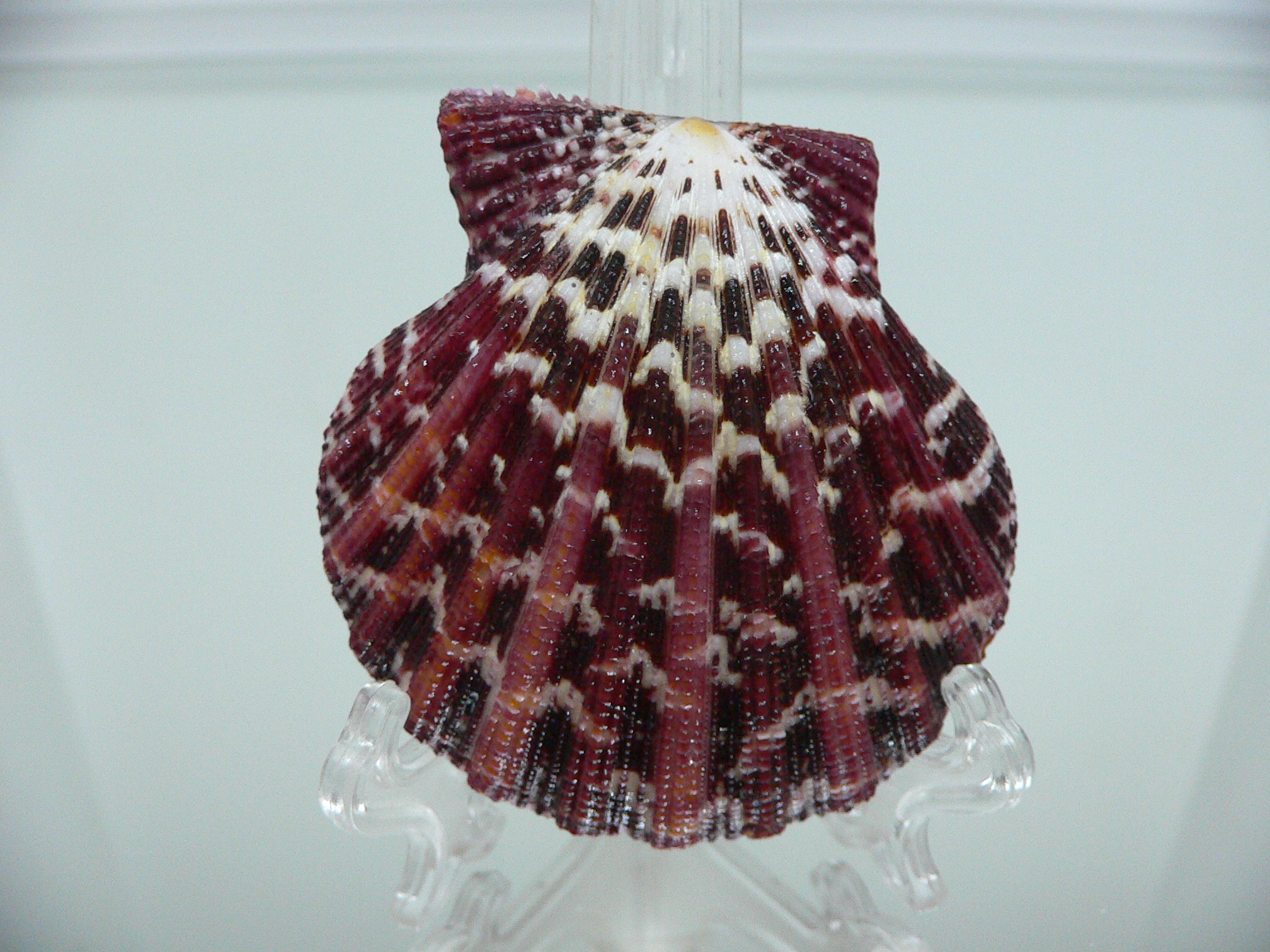 Gloripallium pallium HEAVY & SUPER