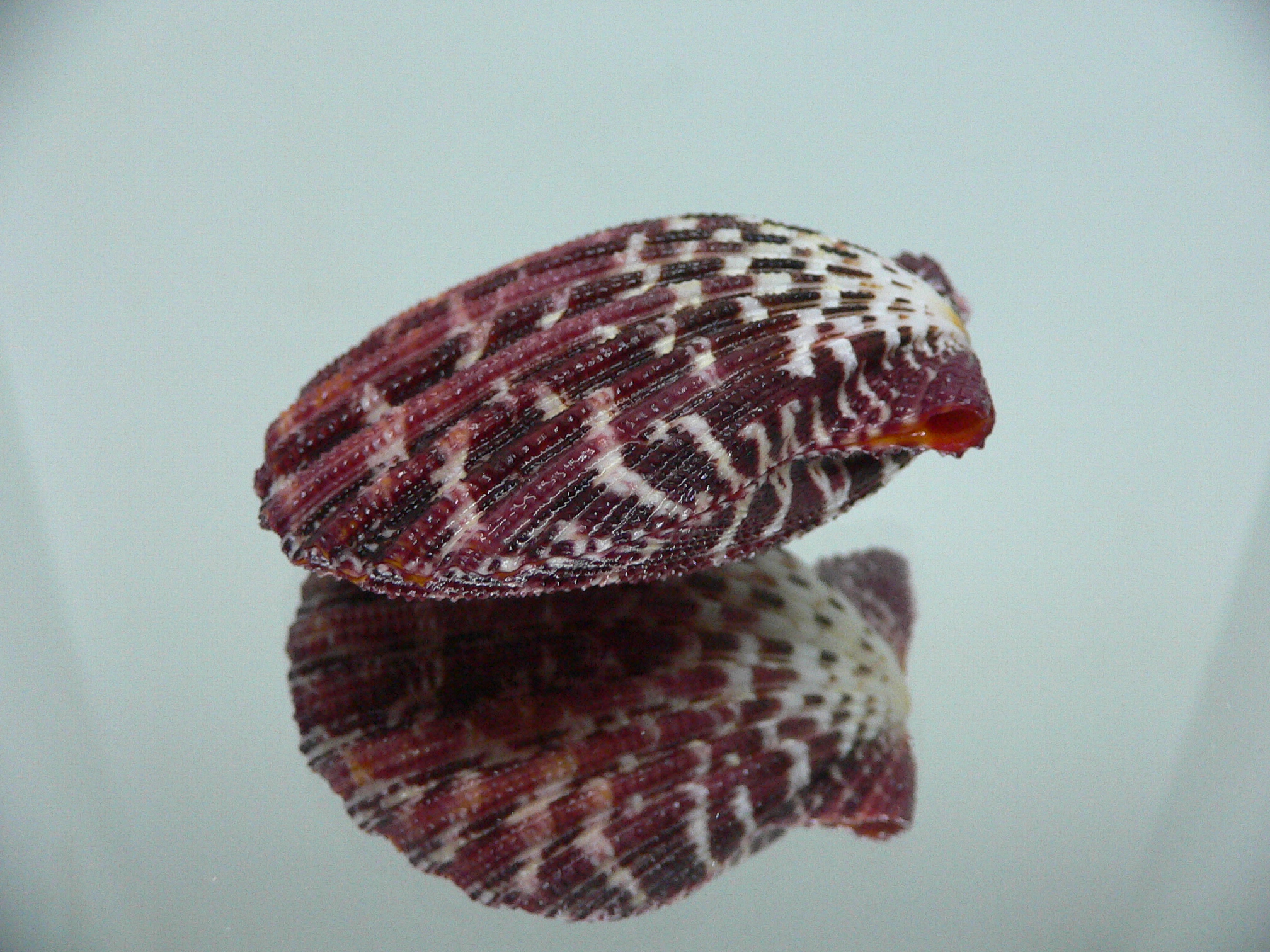 Gloripallium pallium HEAVY & SUPER