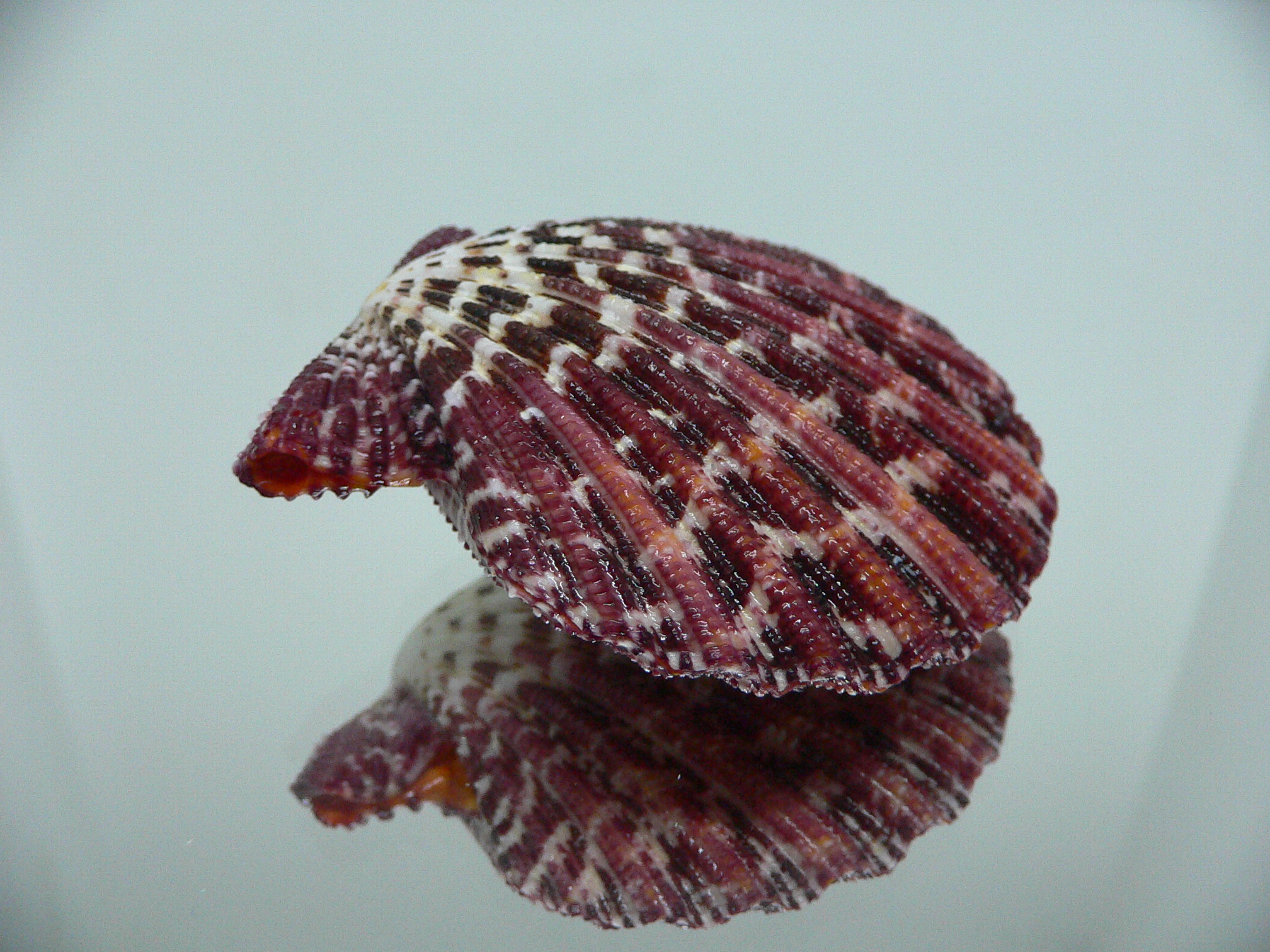 Gloripallium pallium HEAVY & SUPER