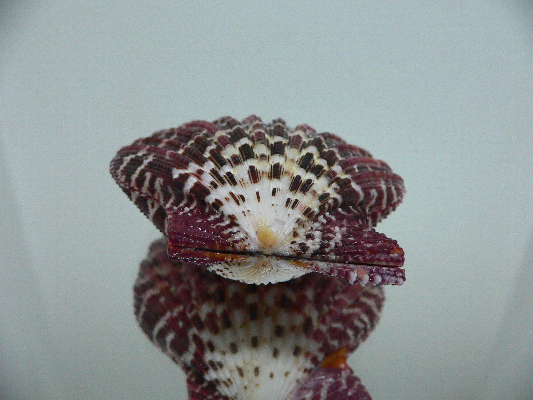 Gloripallium pallium HEAVY & SUPER