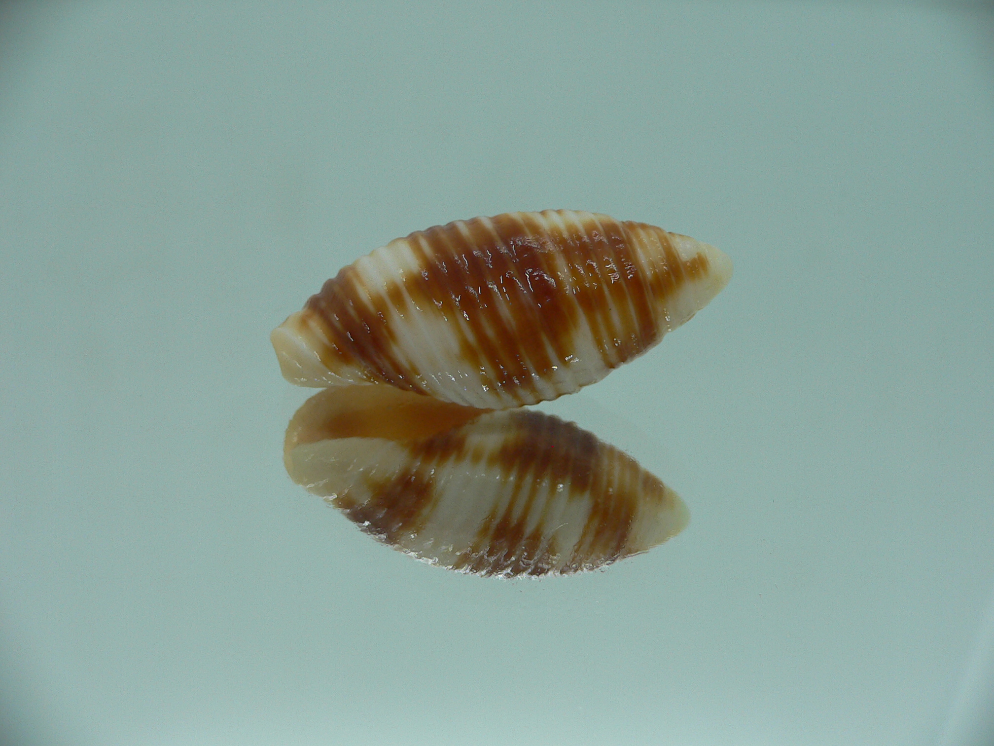 Mitra ferruginea