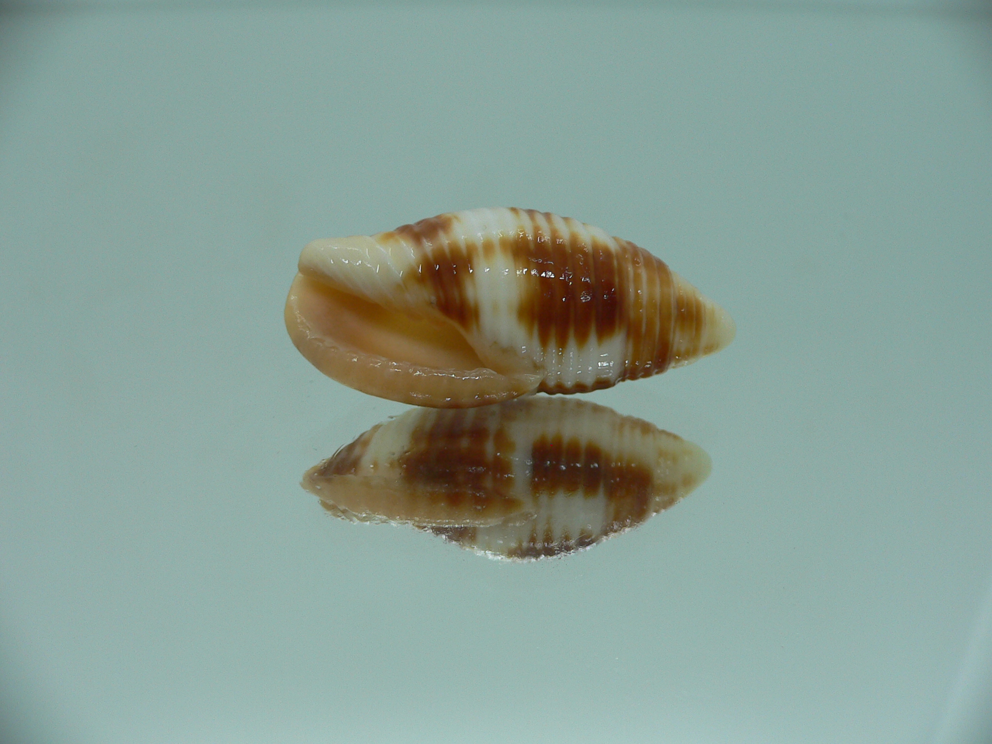 Mitra ferruginea
