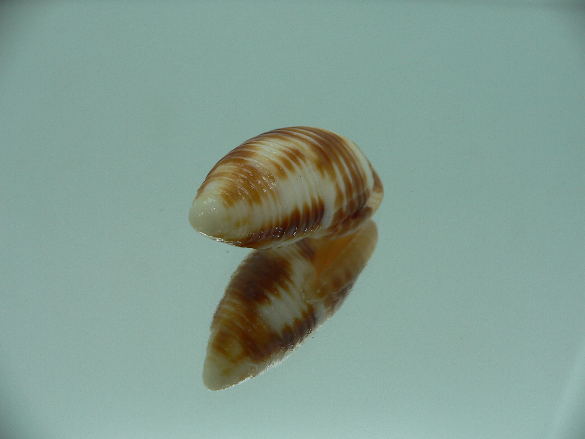 Mitra ferruginea