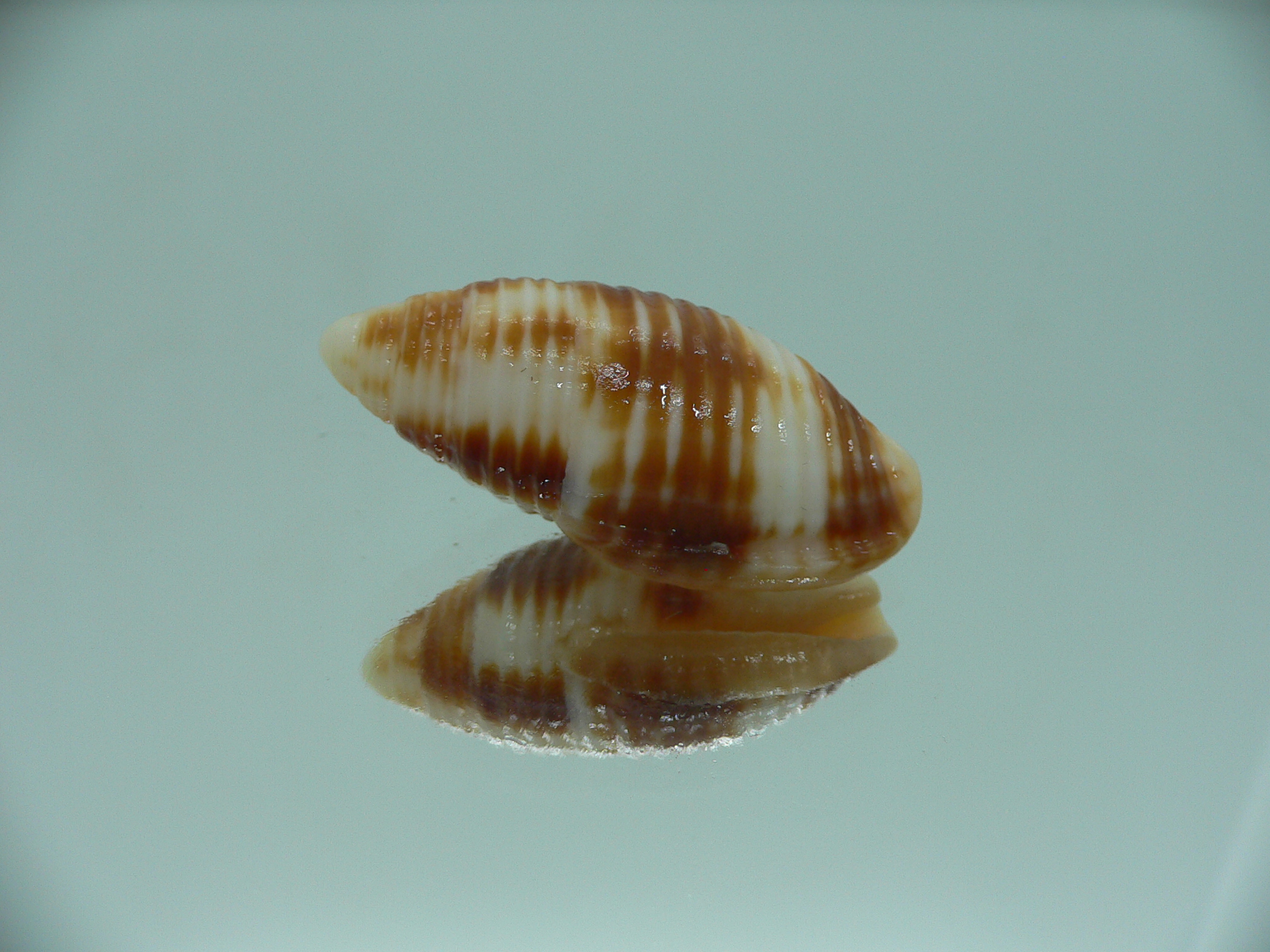 Mitra ferruginea