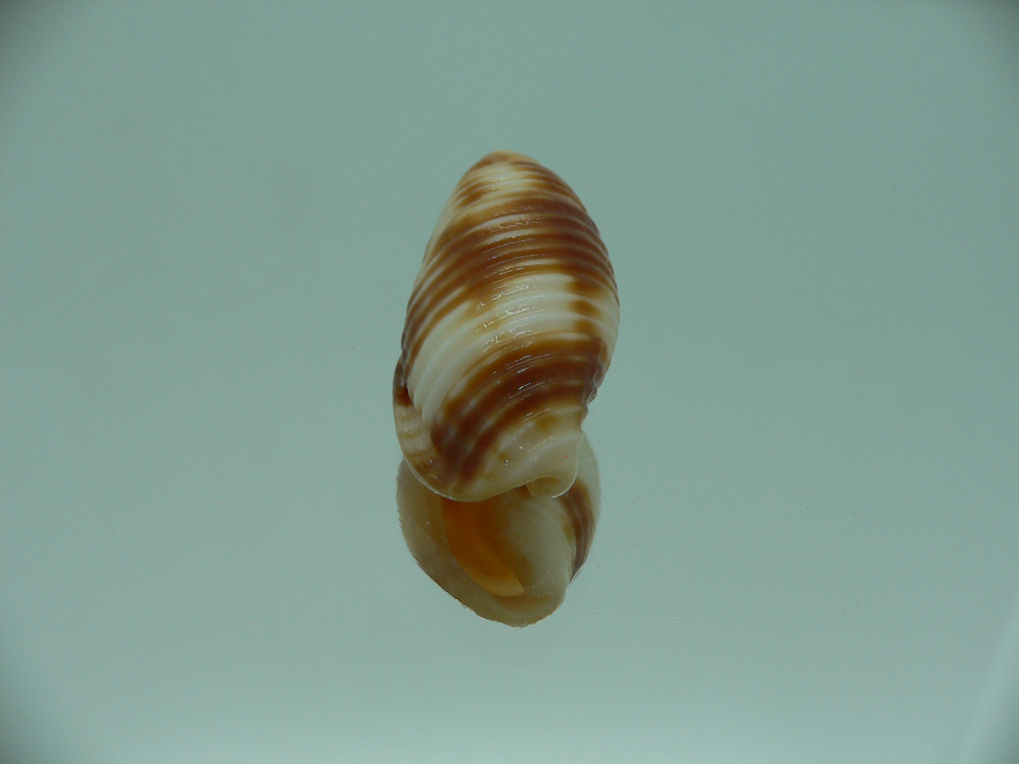 Mitra ferruginea