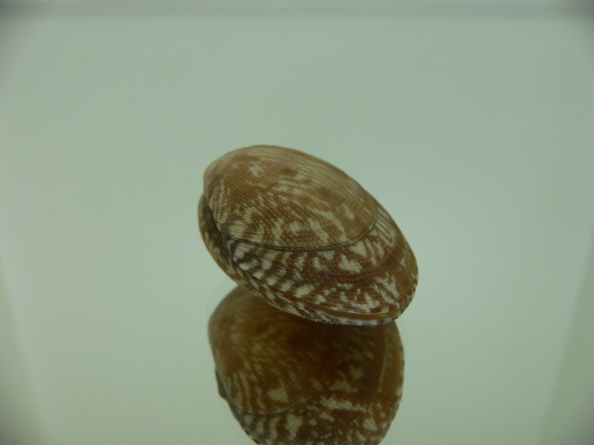 Venerupis aspera DARK COLOR
