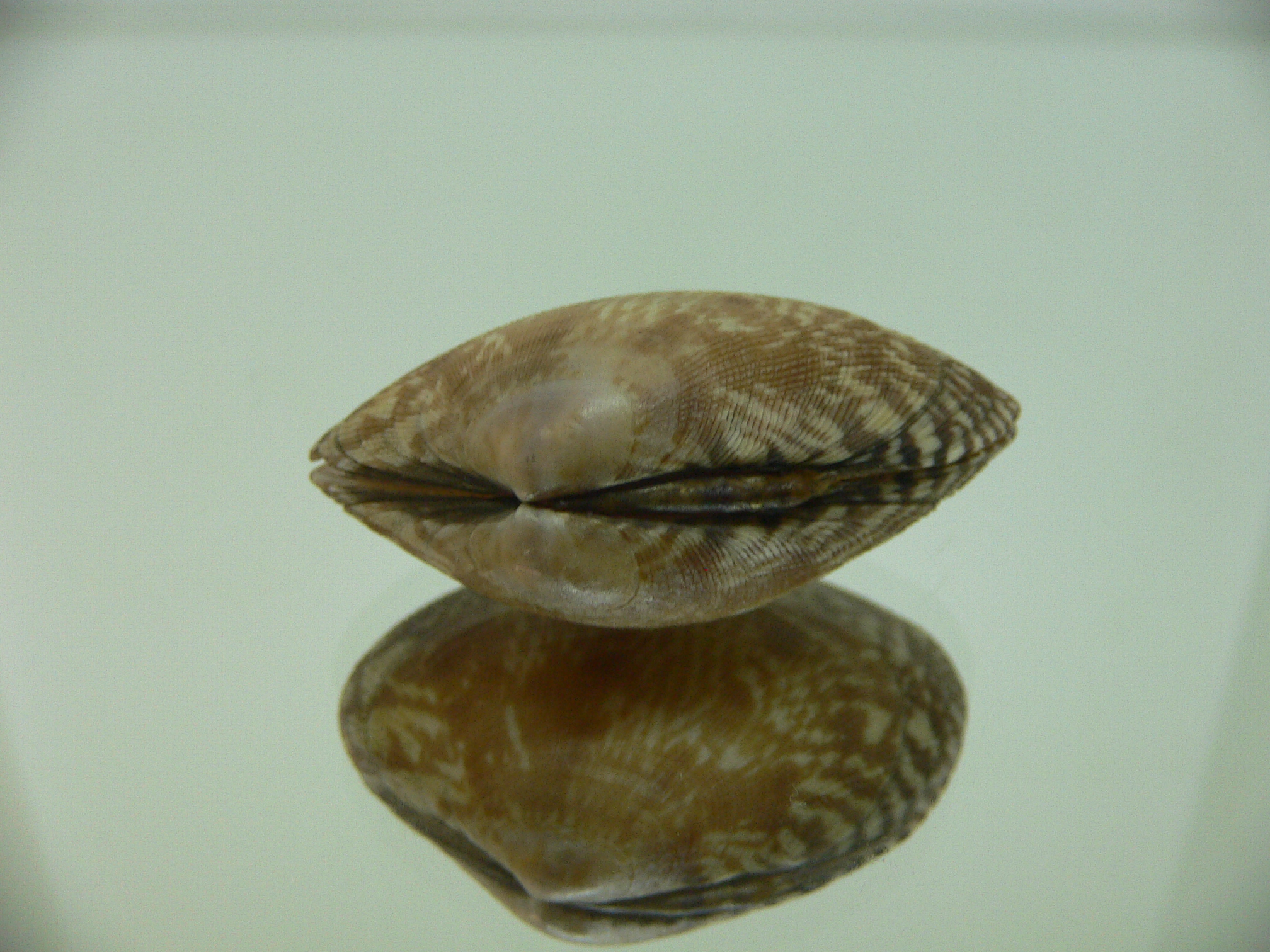 Venerupis aspera DARK COLOR